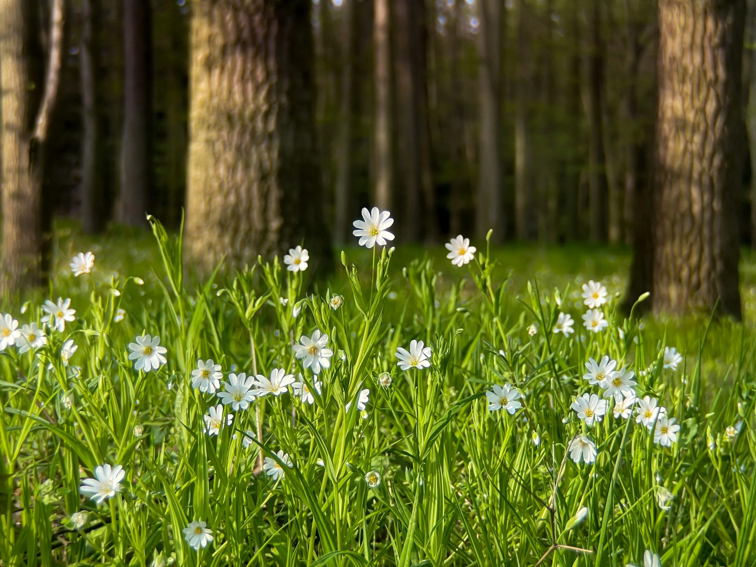 Wildflowers blooming on a grassy forest floor with trees in the background.
