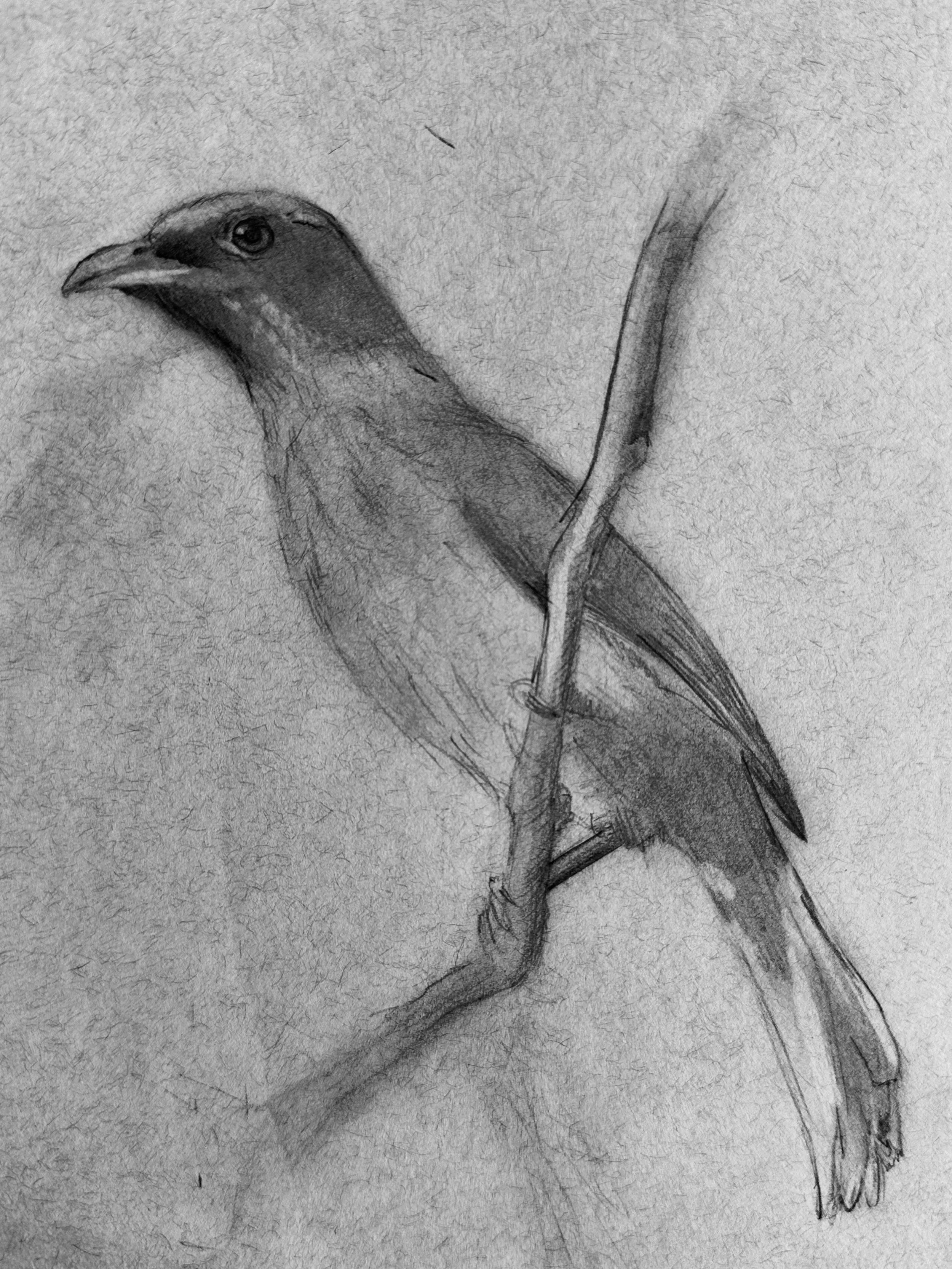 Untitled (2024), Acrylic on Canvas