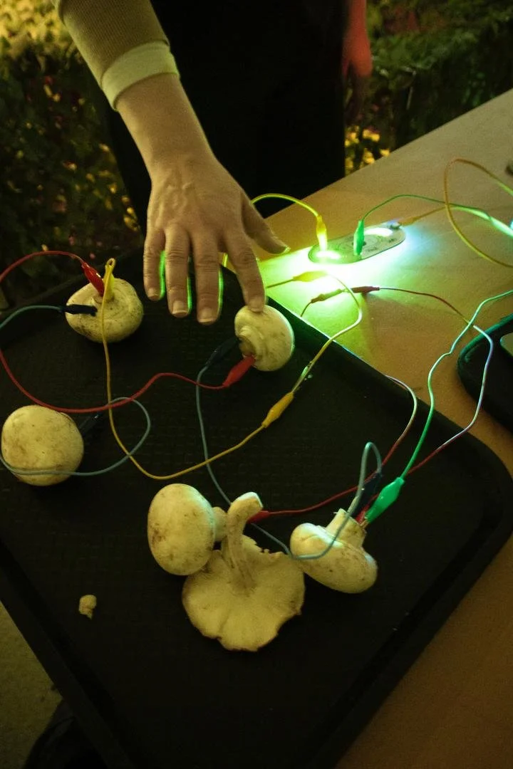 Interactive sound design: Playtronica with Mushrooms (part of the 'Becoming MushRoom' at the Fitzwilliam Museum)