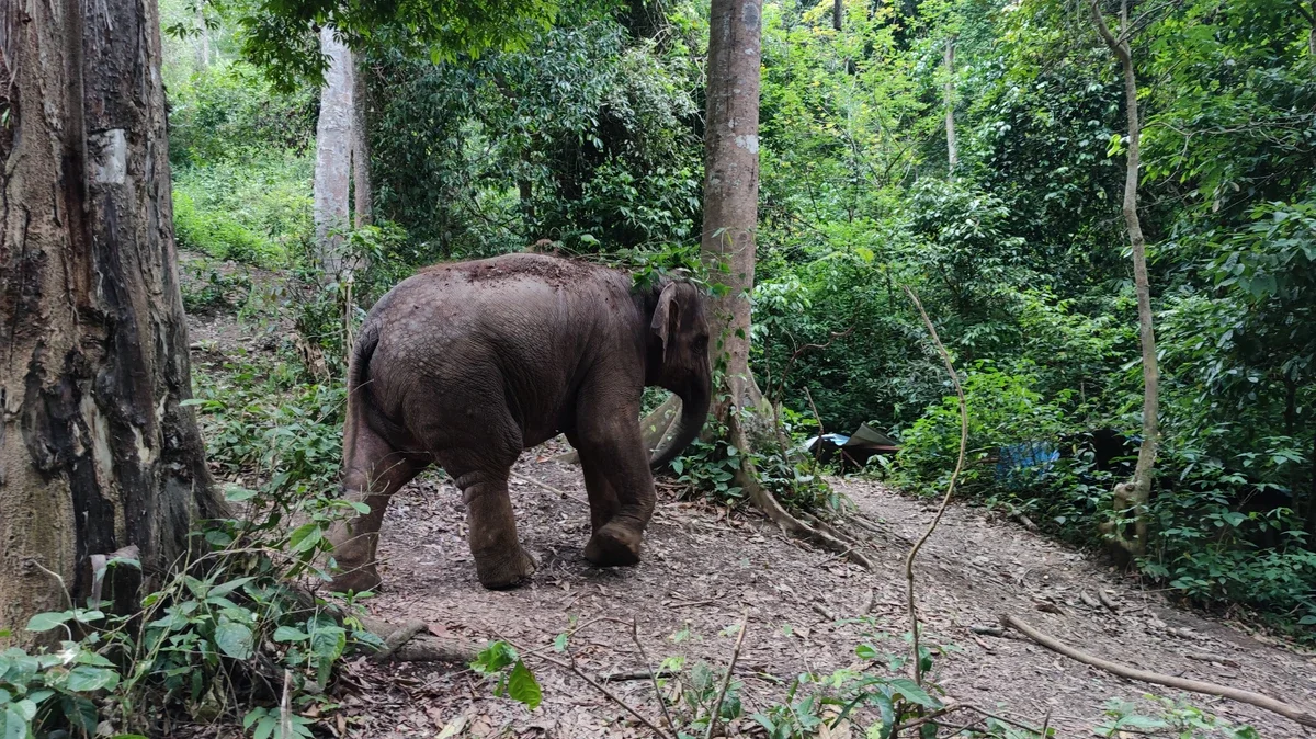 After the Escaping of Wild Elephants in Kunming 野象出走后，忙着为他们修复雨林的人们  