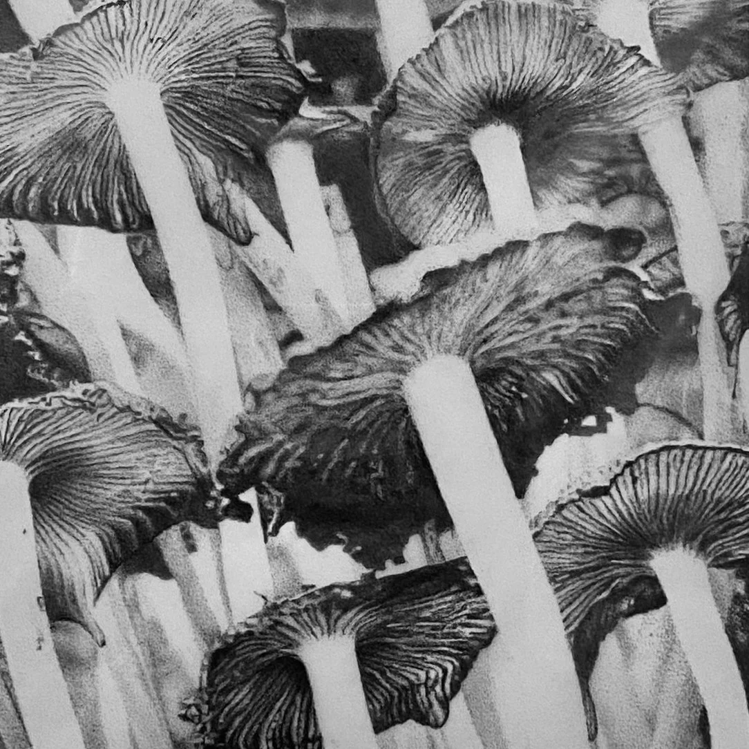 Black and white photograph of multiple mushrooms with textured caps and long stems.