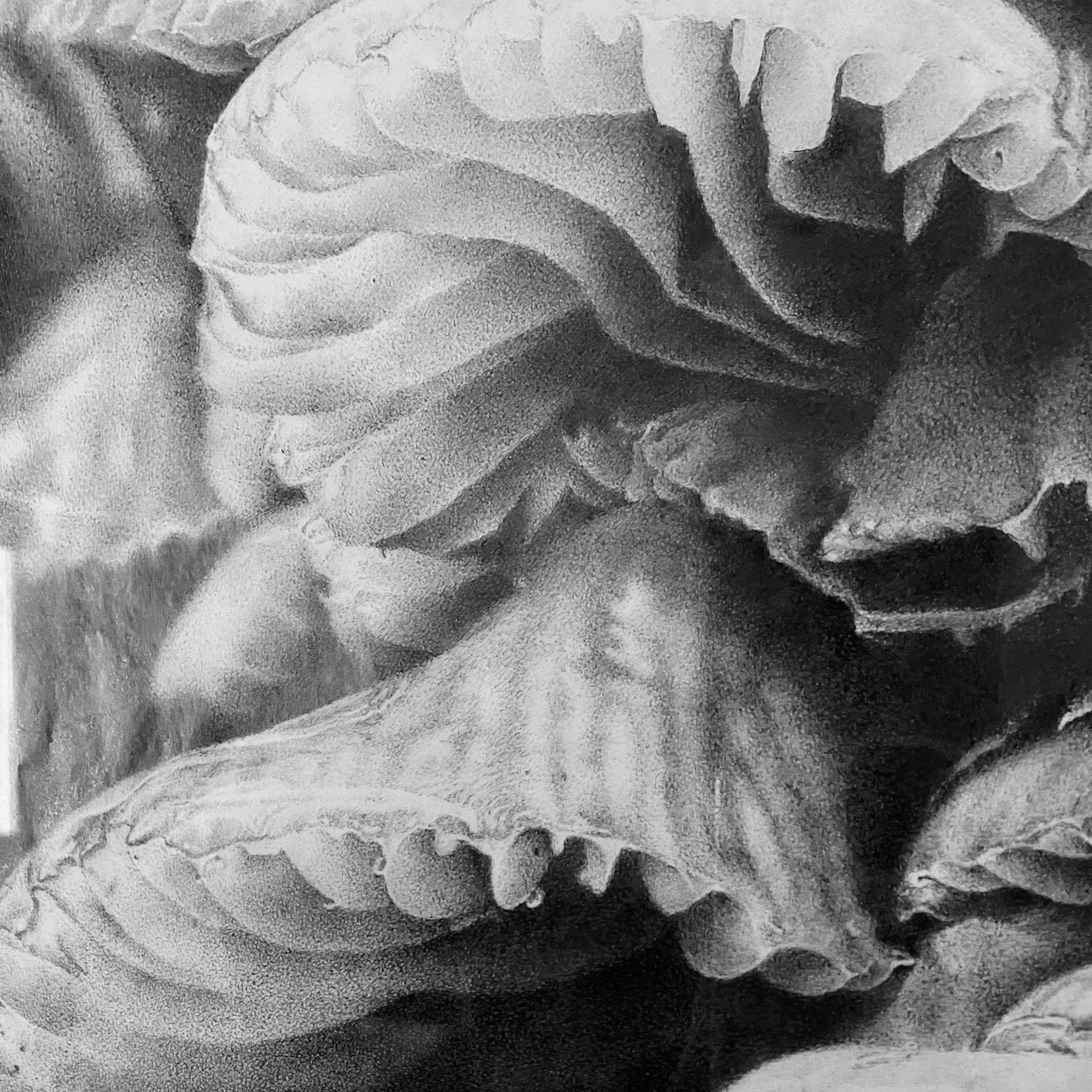 Close-up of lettuce and other leafy greens in black and white.