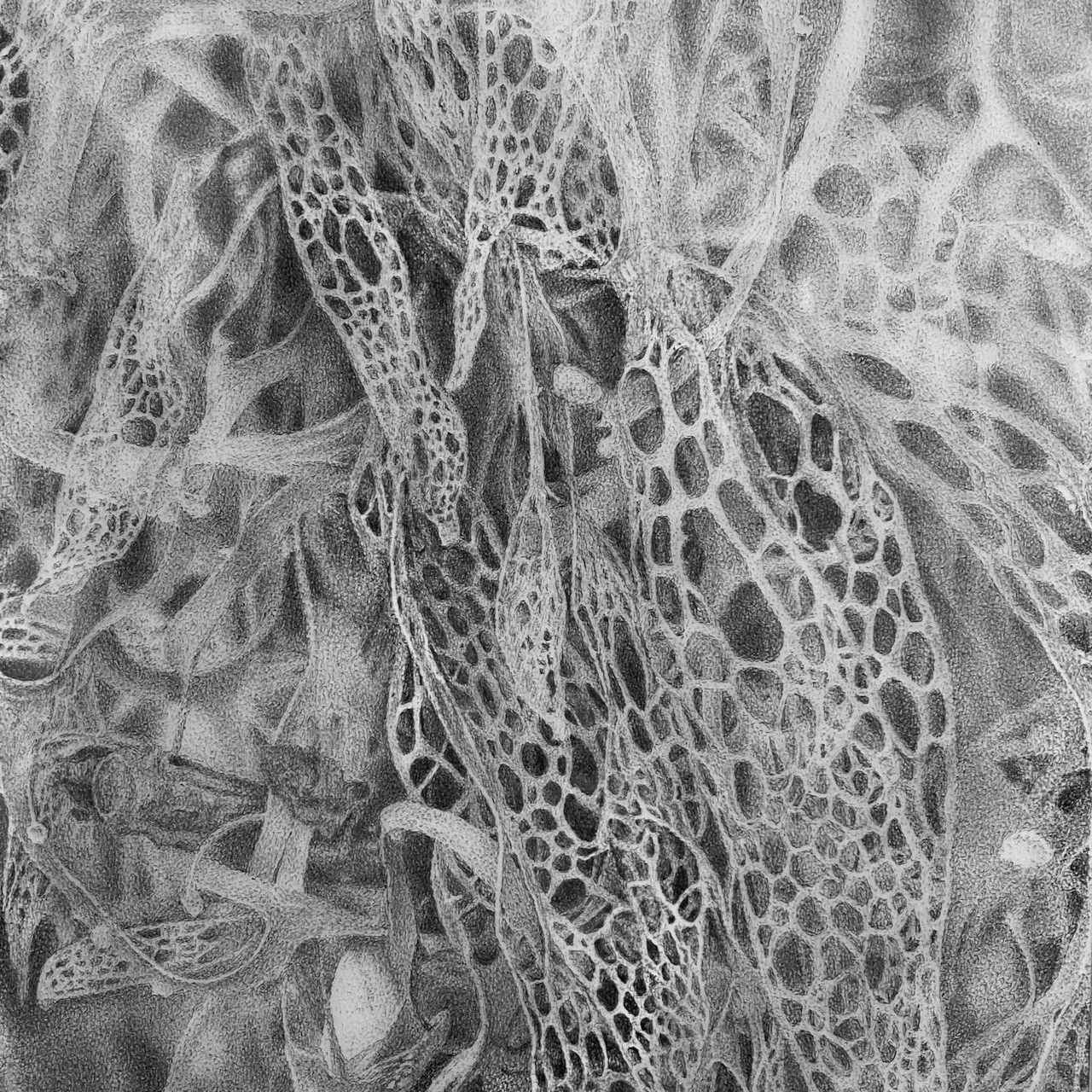 Black and white photograph of a delicate, patterned leaf or plant with intricate lattice-like structure, showing fine details and shading.