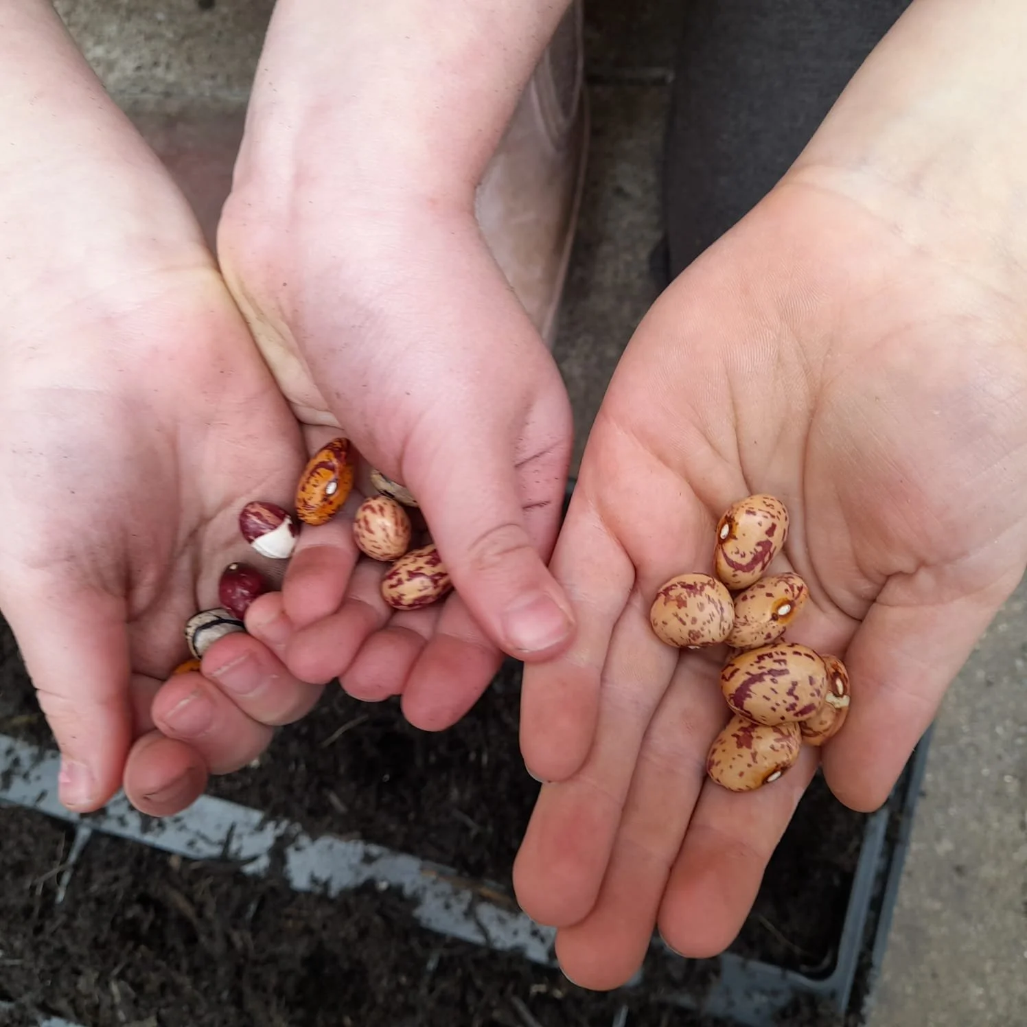 Start your own seed story