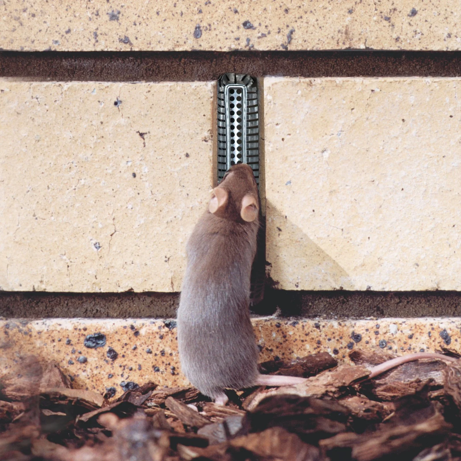 Weepa Protector, weep hole screen, weep hole protection, vermin exclusion, mouse exclusion, pest barrier, brick weep hole screen, stainless steel pest screen, rodent proofing, pest proofing, Rat Out