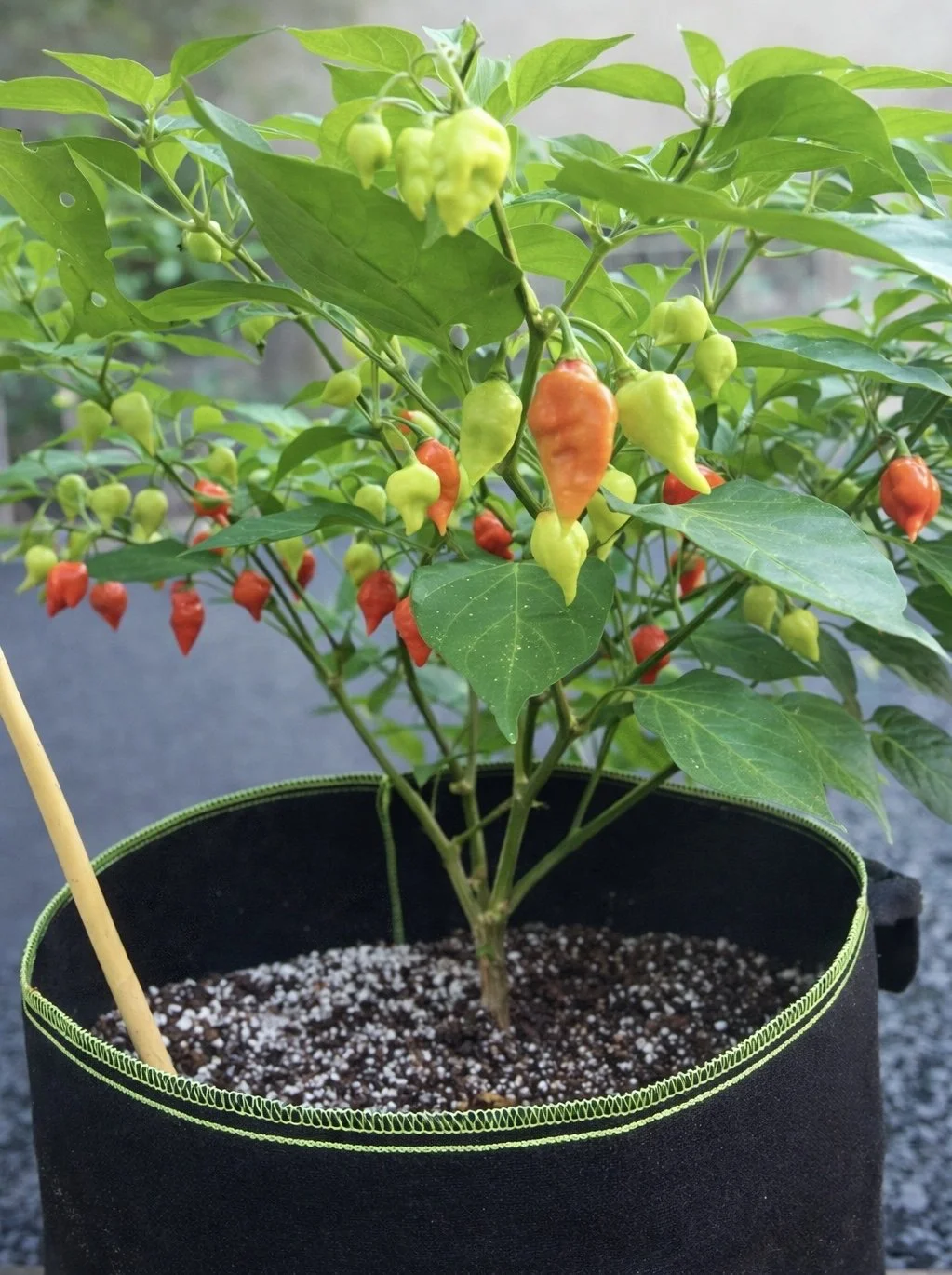 6" HOT Pepper Starter