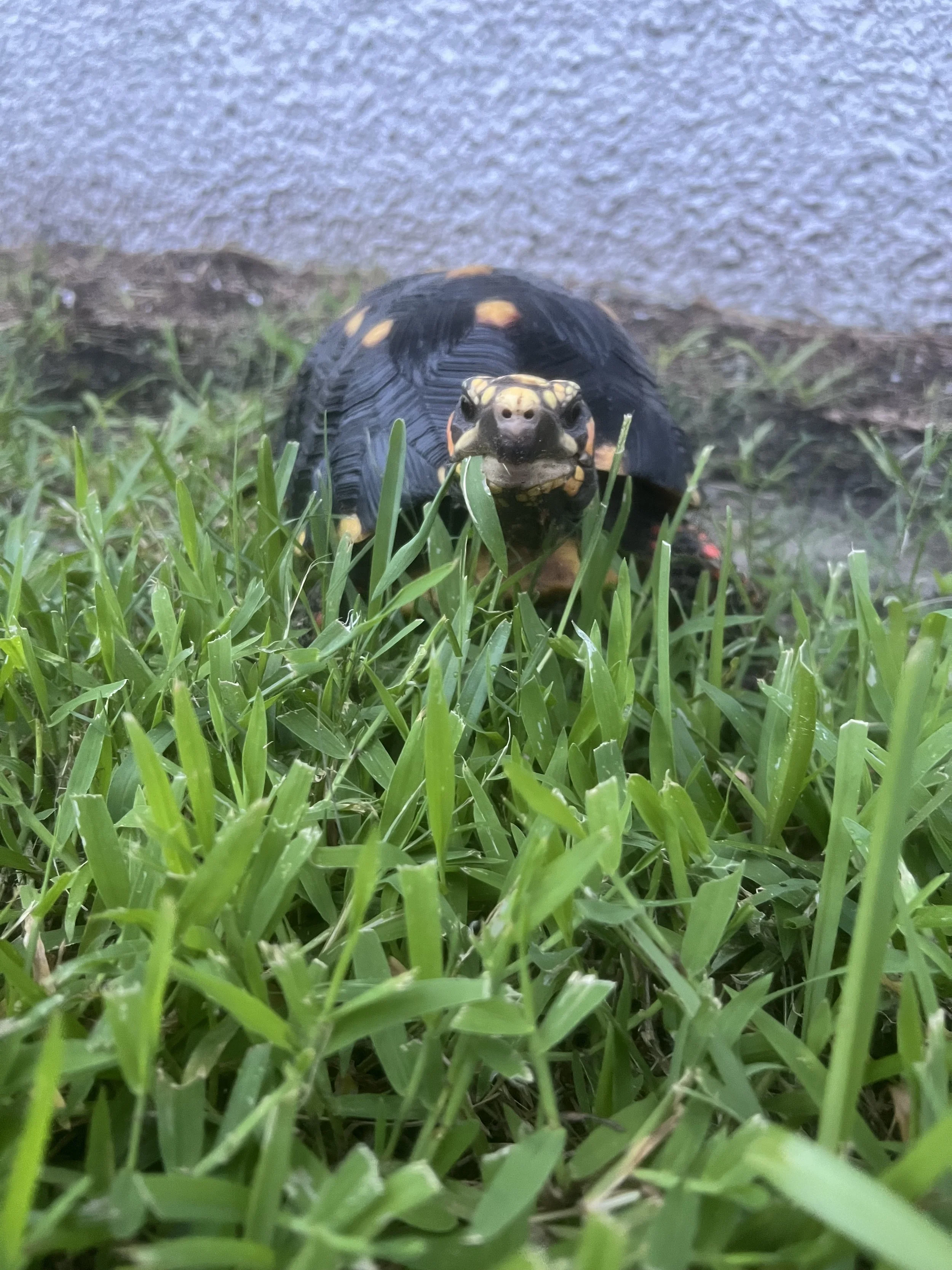 A yellow and black turtle moving through green grass with a gray wall in the background.