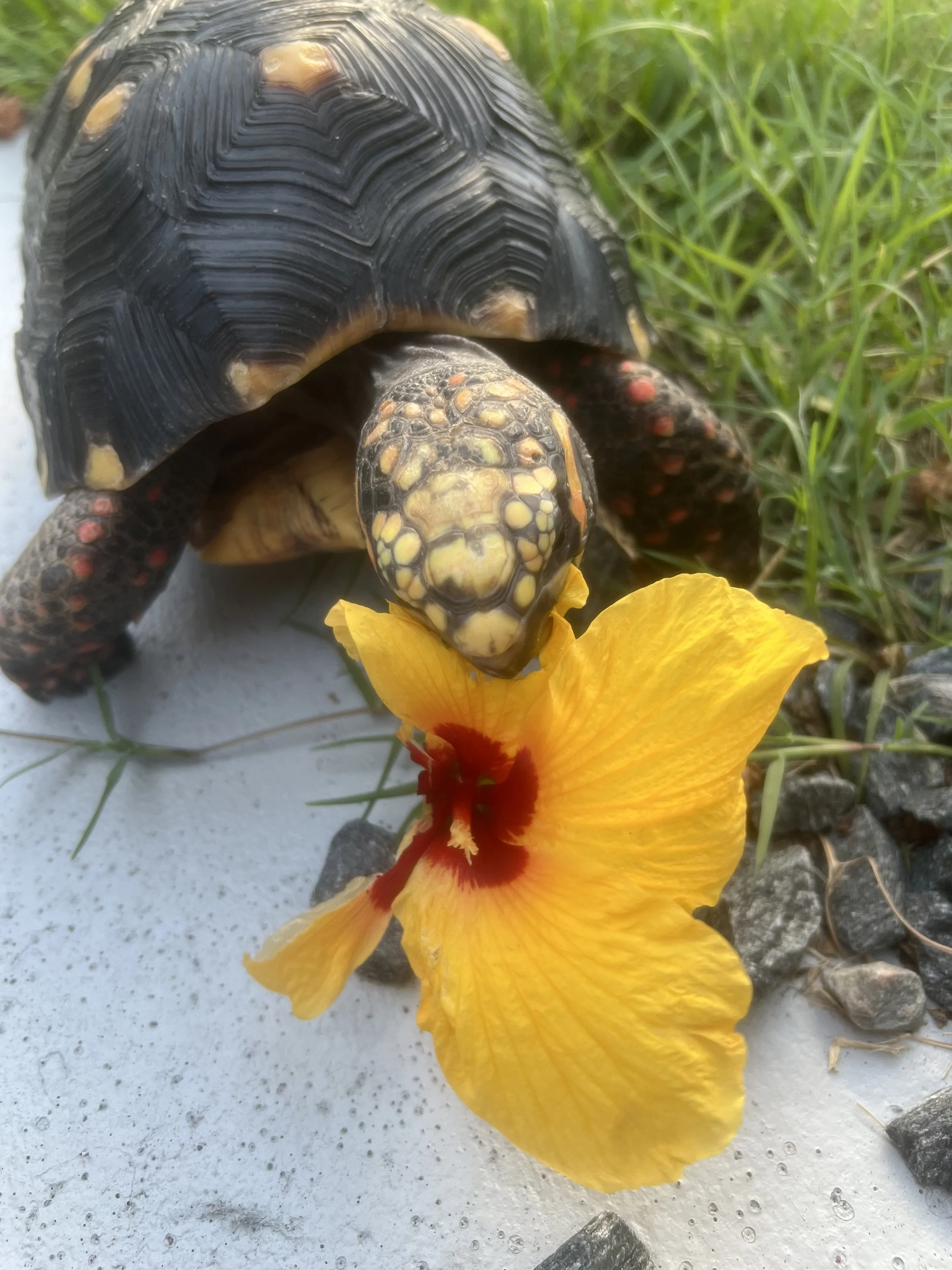 A baby turtle with a black and yellow shell and orange spots on its legs and head is near a yellow flower with a red center, on a surface with grass and rocks.