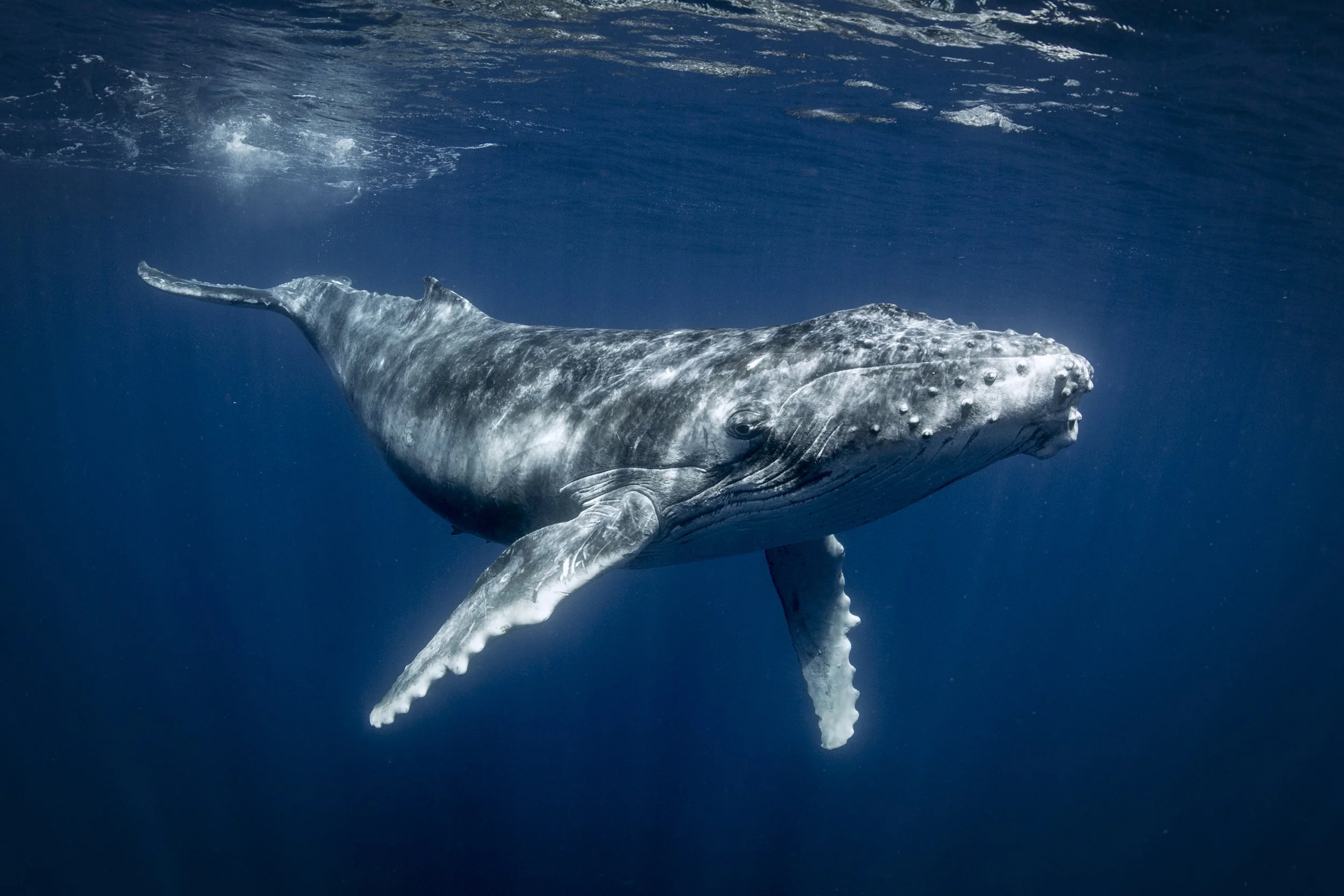 A whale swimming underwater in the ocean.