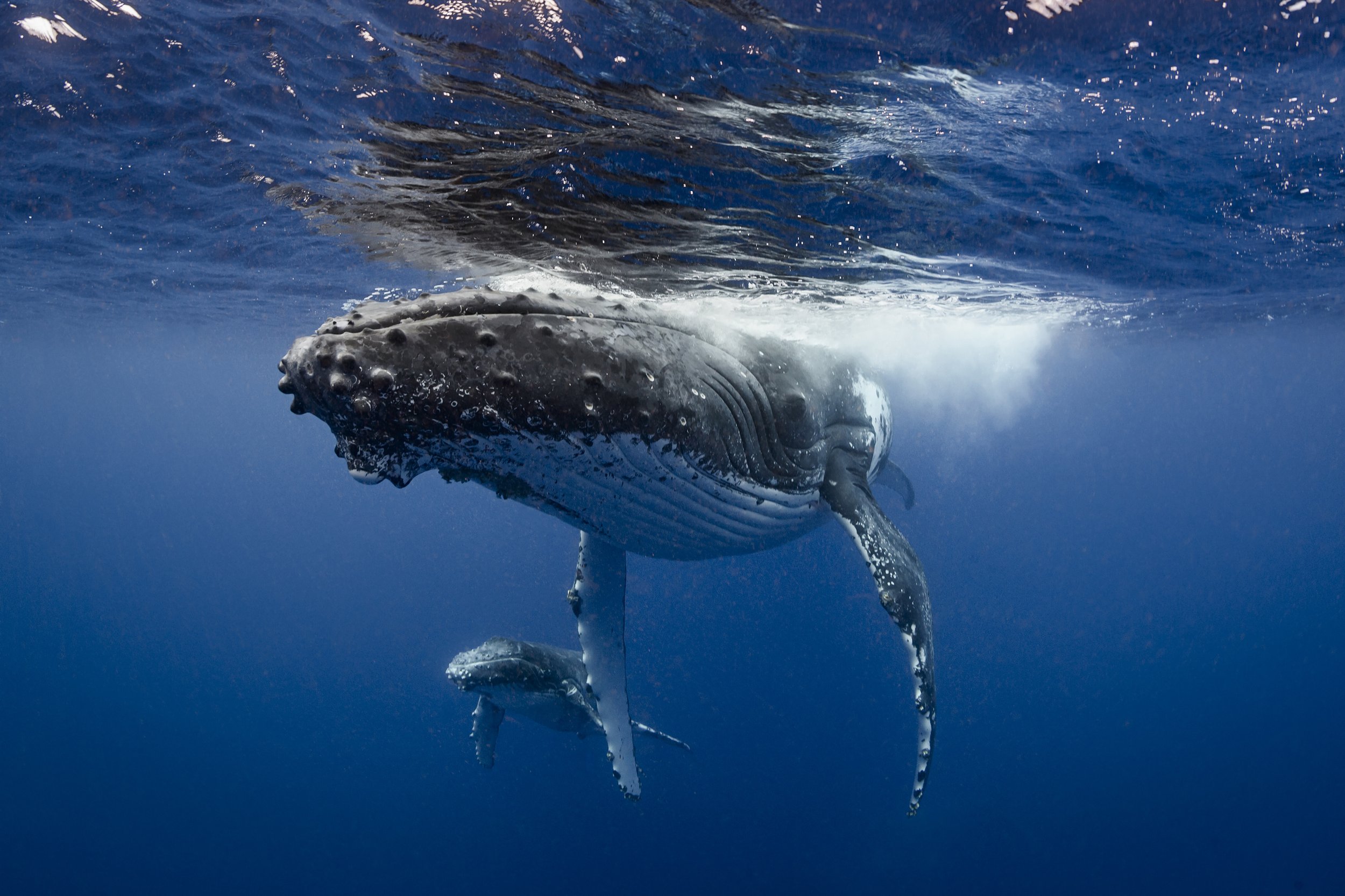 A whale swimming underwater, with a smaller whale or calf nearby.