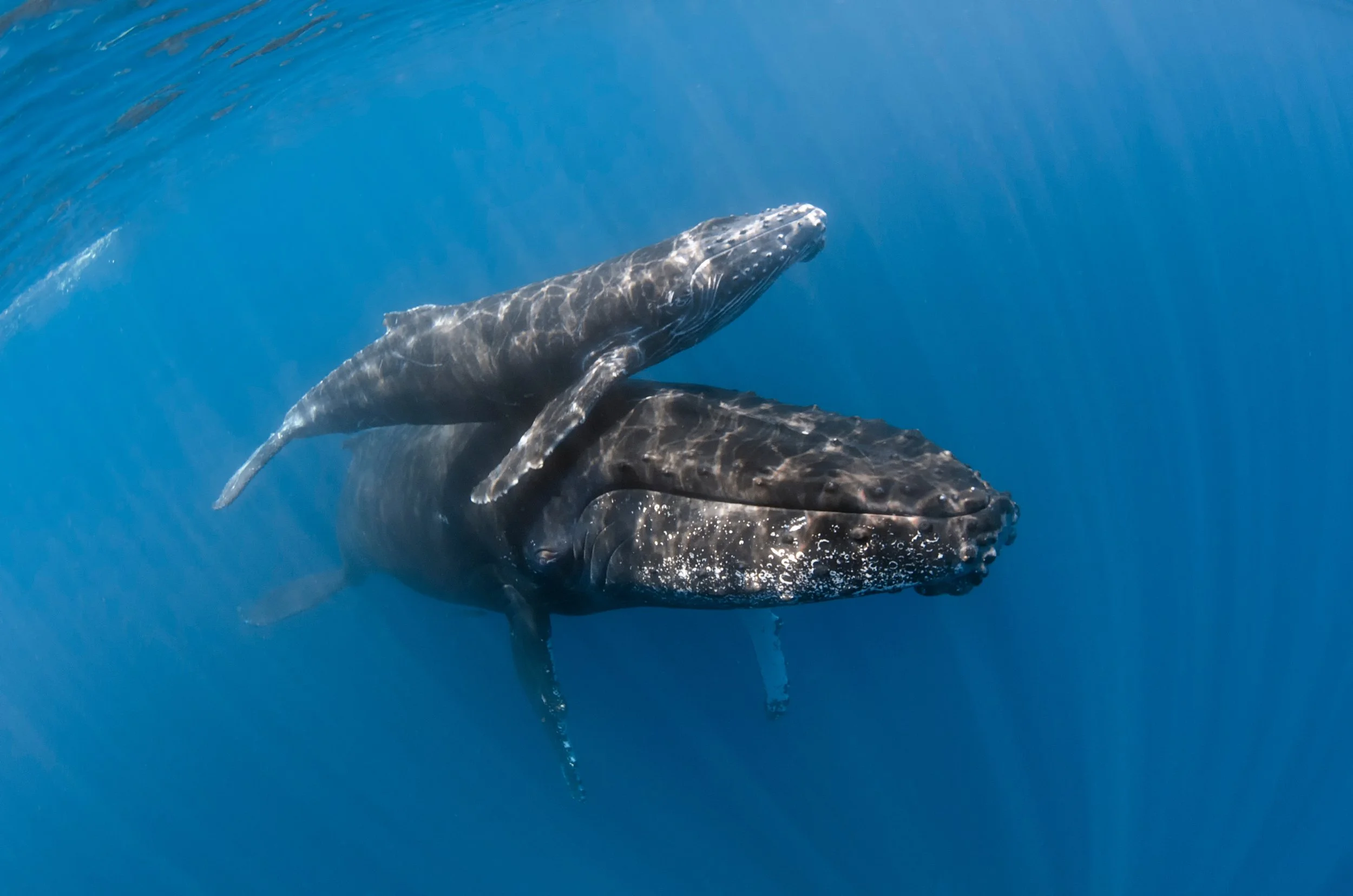 Two whales swimming in the blue ocean, one with a smaller whale on its back.