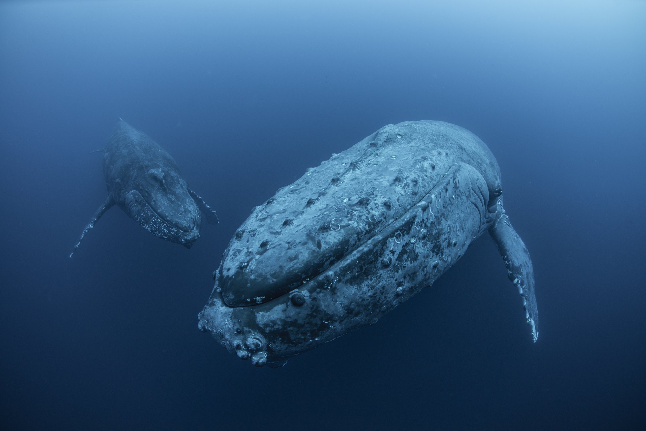 Two large humpback whales swimming underwater in the ocean.