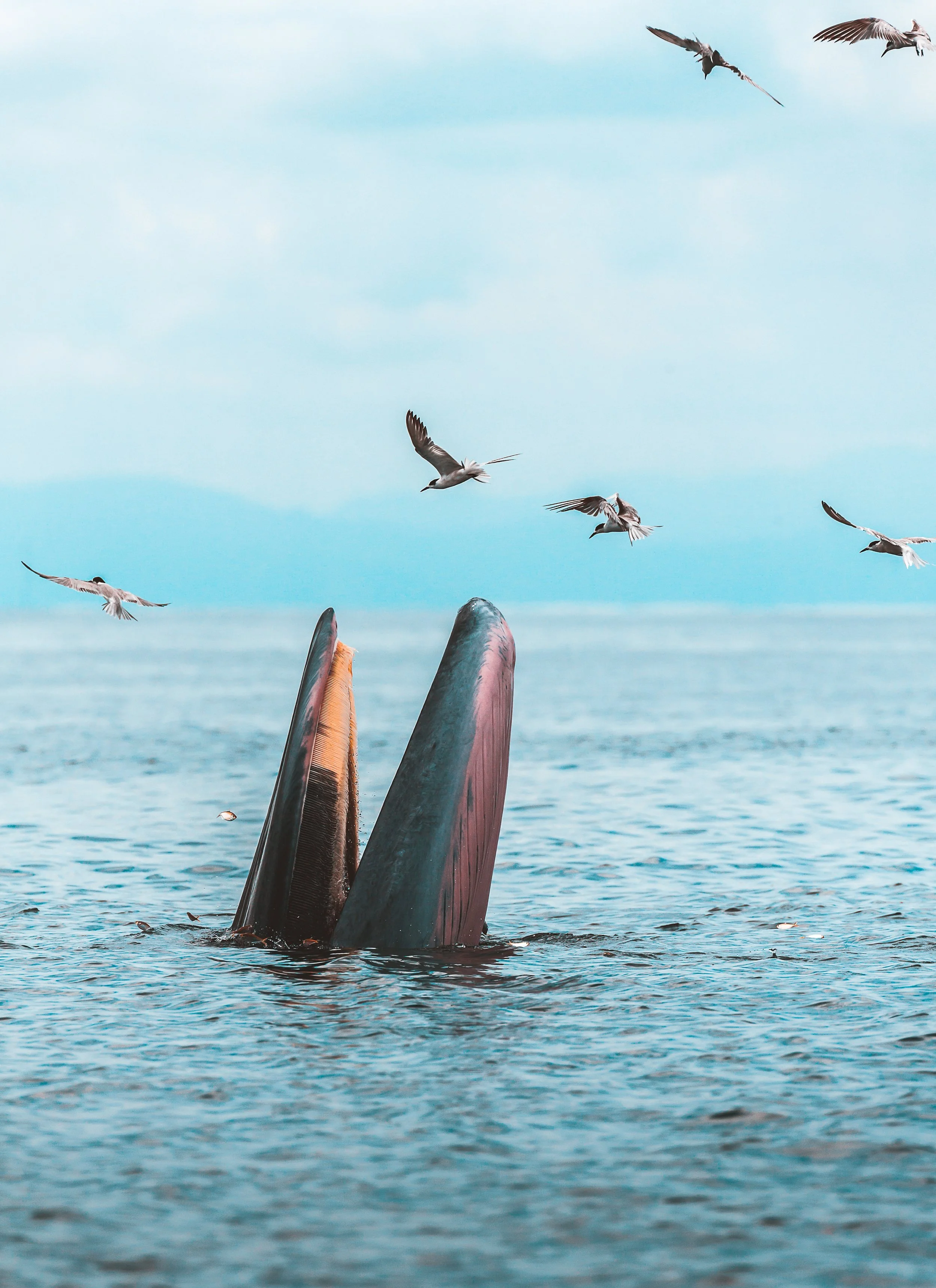 A whale's tail emerging from the ocean with seagulls flying in the sky above.