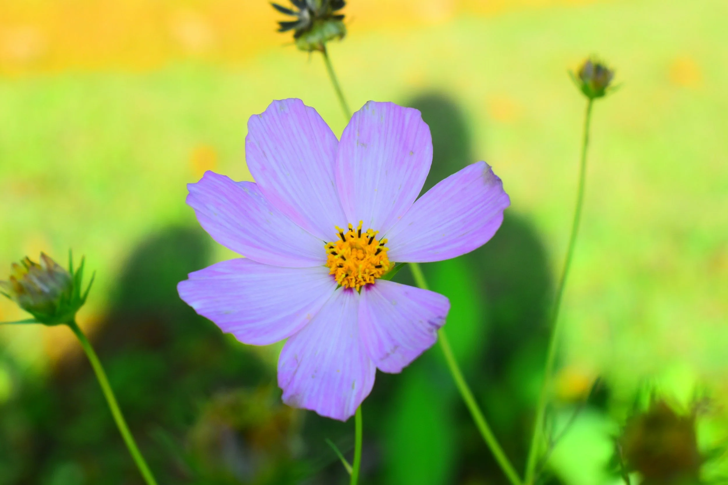 A pink and purple flower with a yellow center against a blurred green and yellow background, surrounded by green stems and buds.