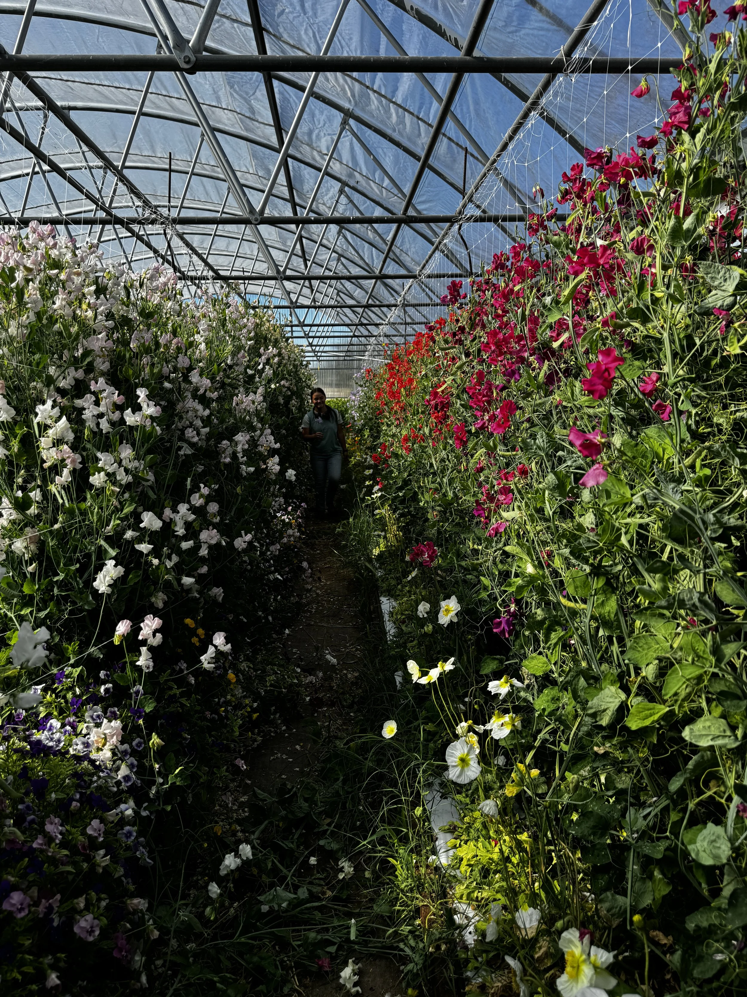 sweet peas growing in a greenhouse