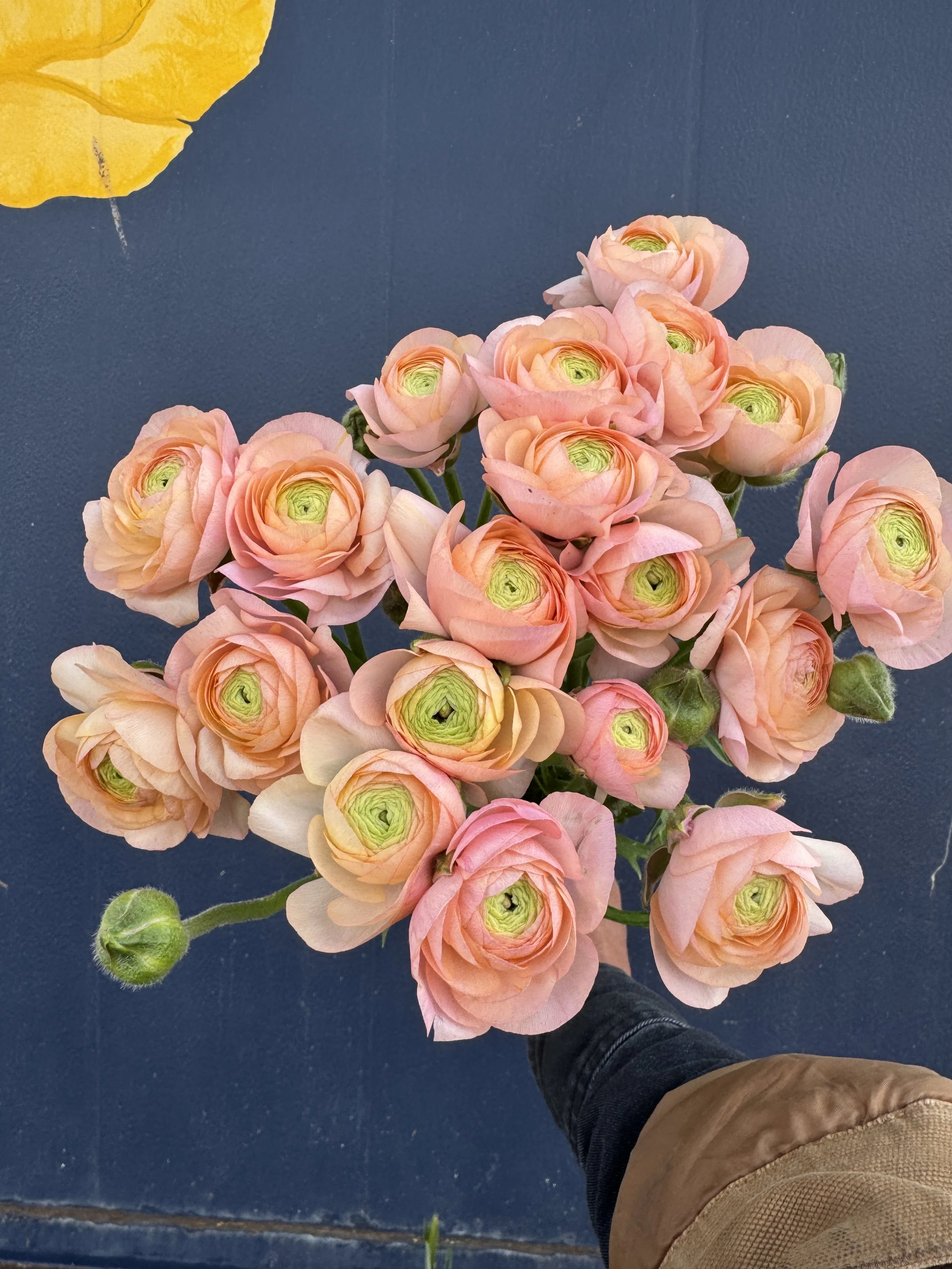 ranunculus romance salerno