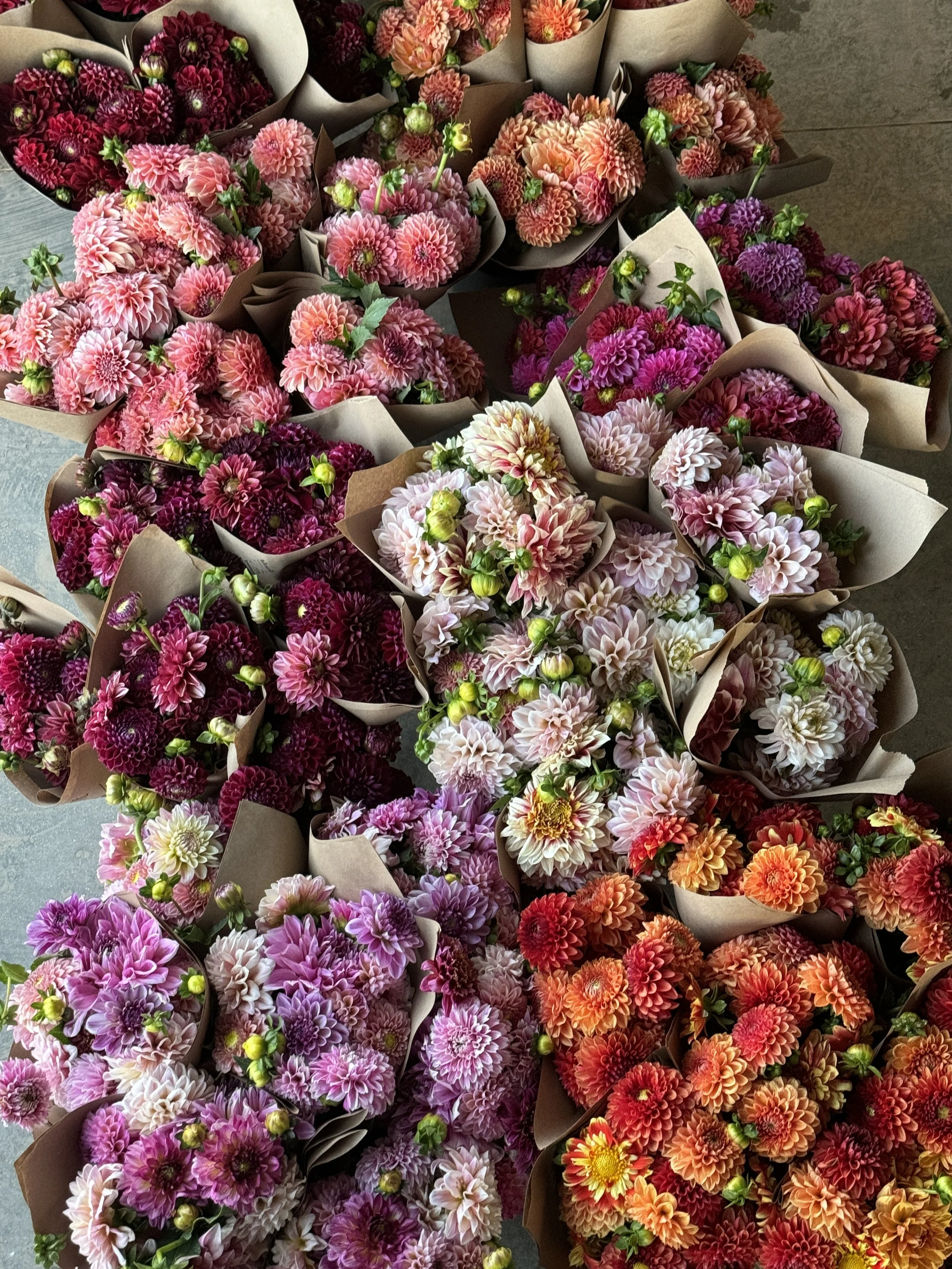 dahlias