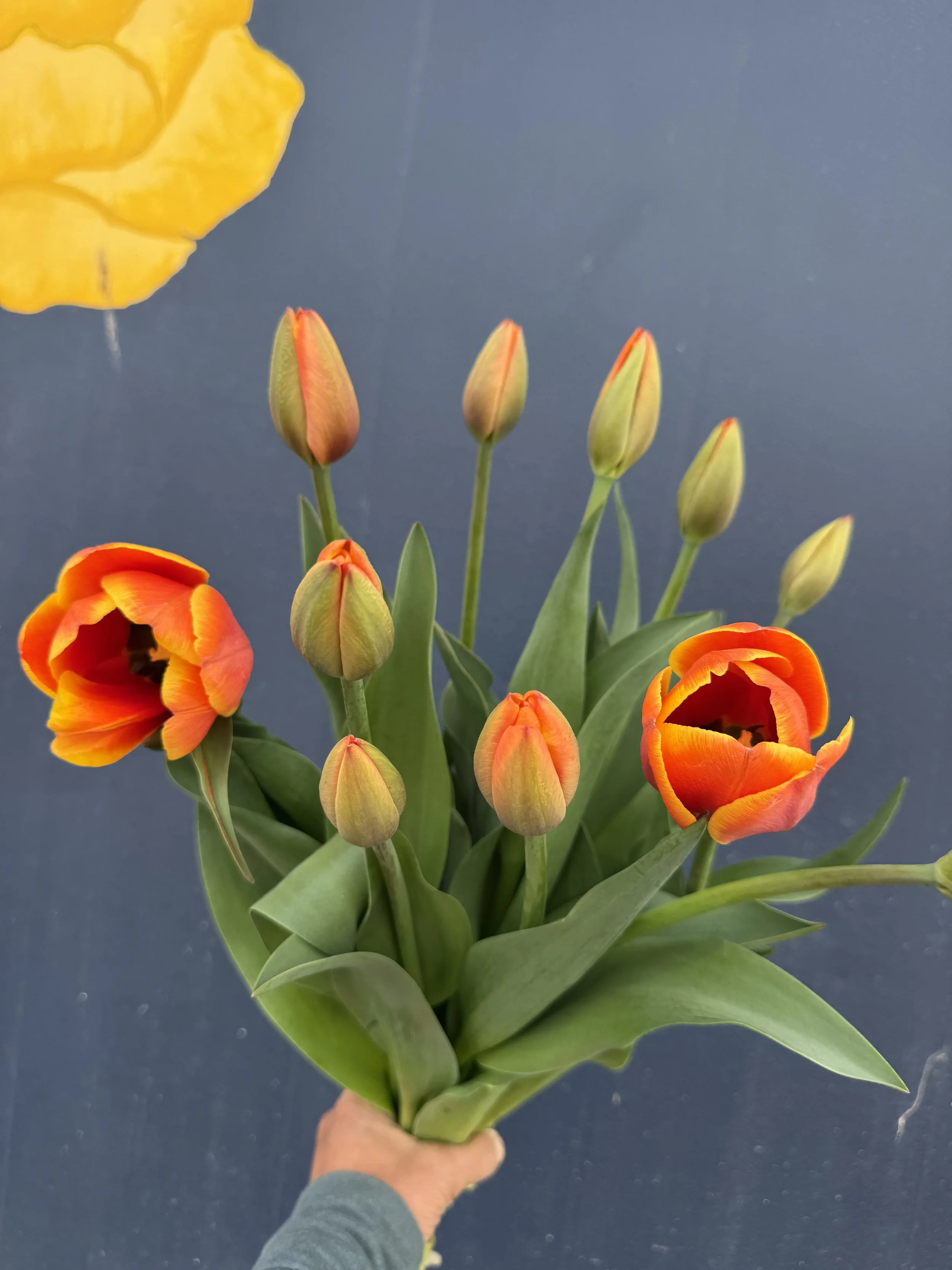 orange tulip