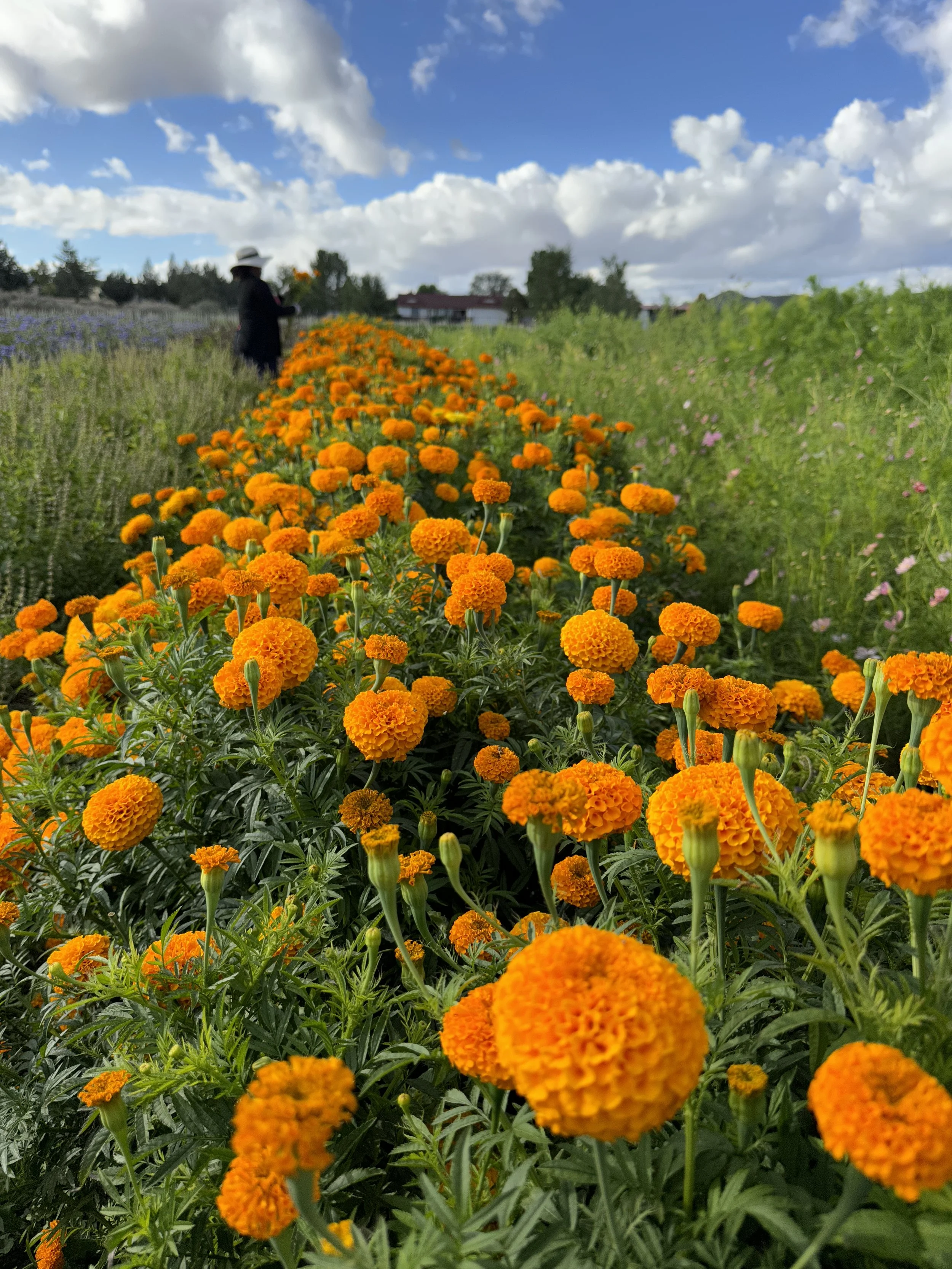 marigolds in the field