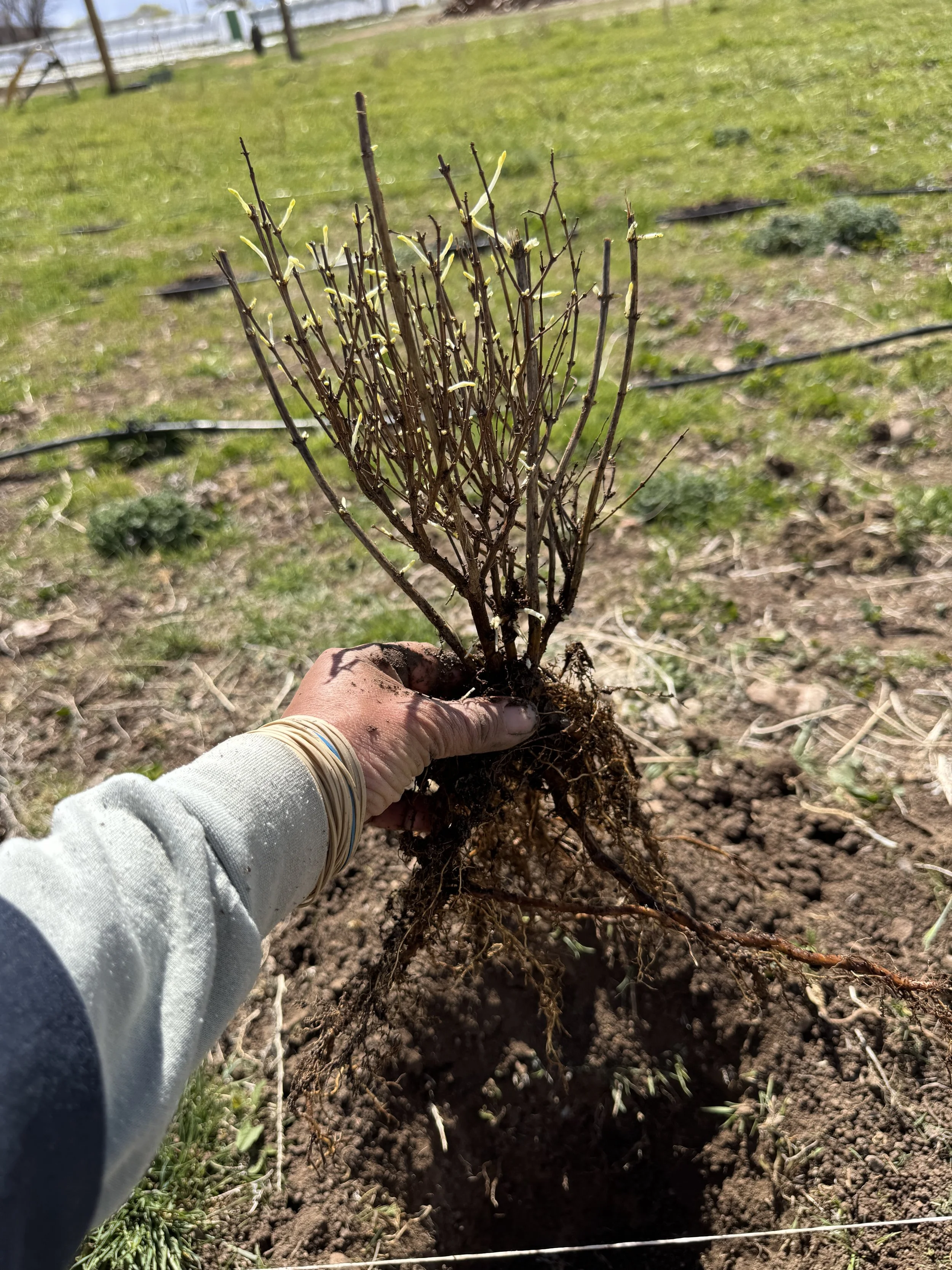 planting bare root shrubs