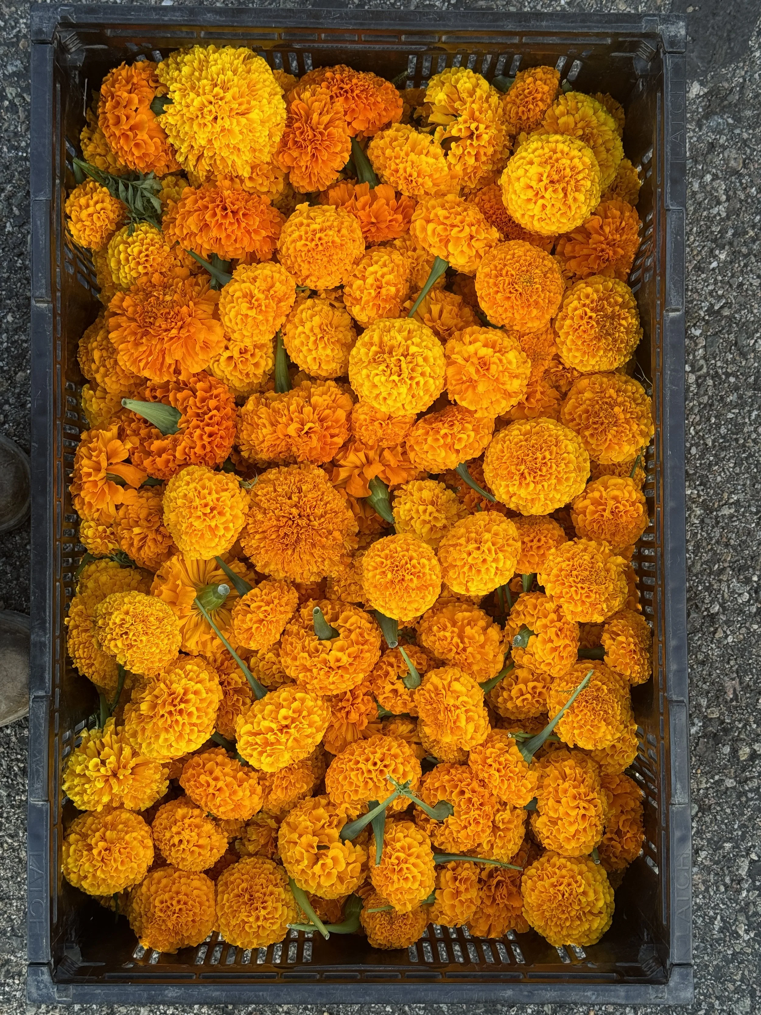 marigold heads