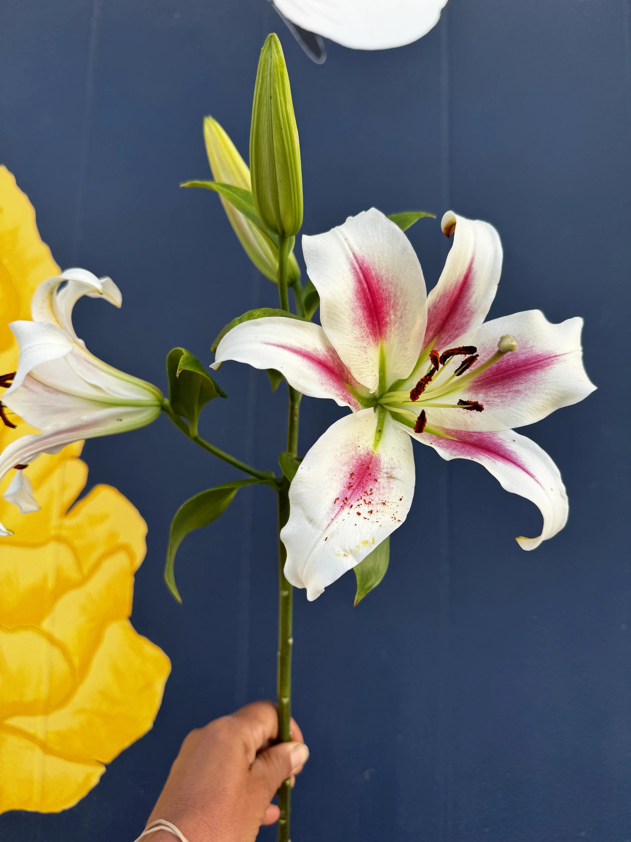 Oriental lily 'Nymph'