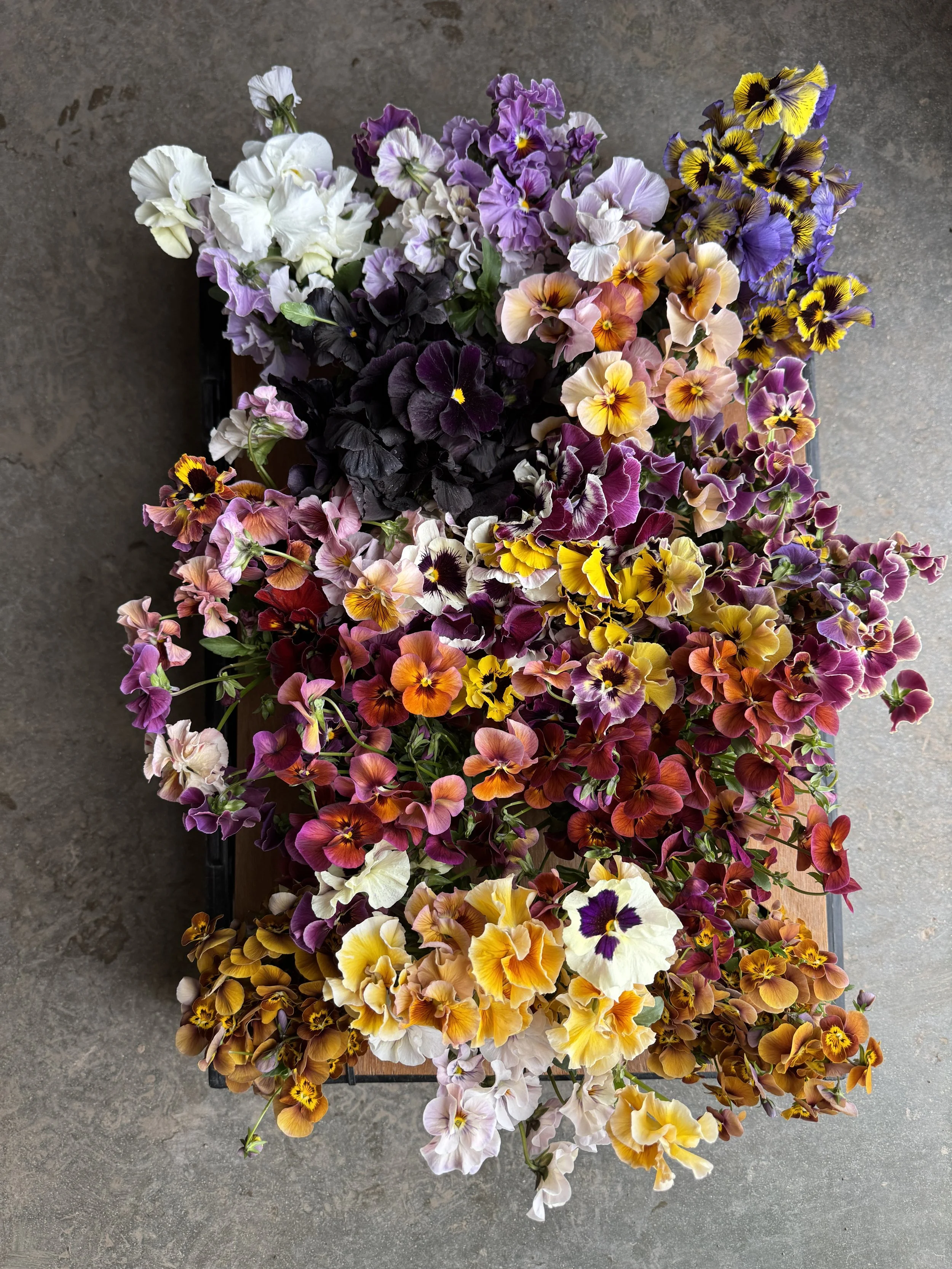 array of cut flower pansies