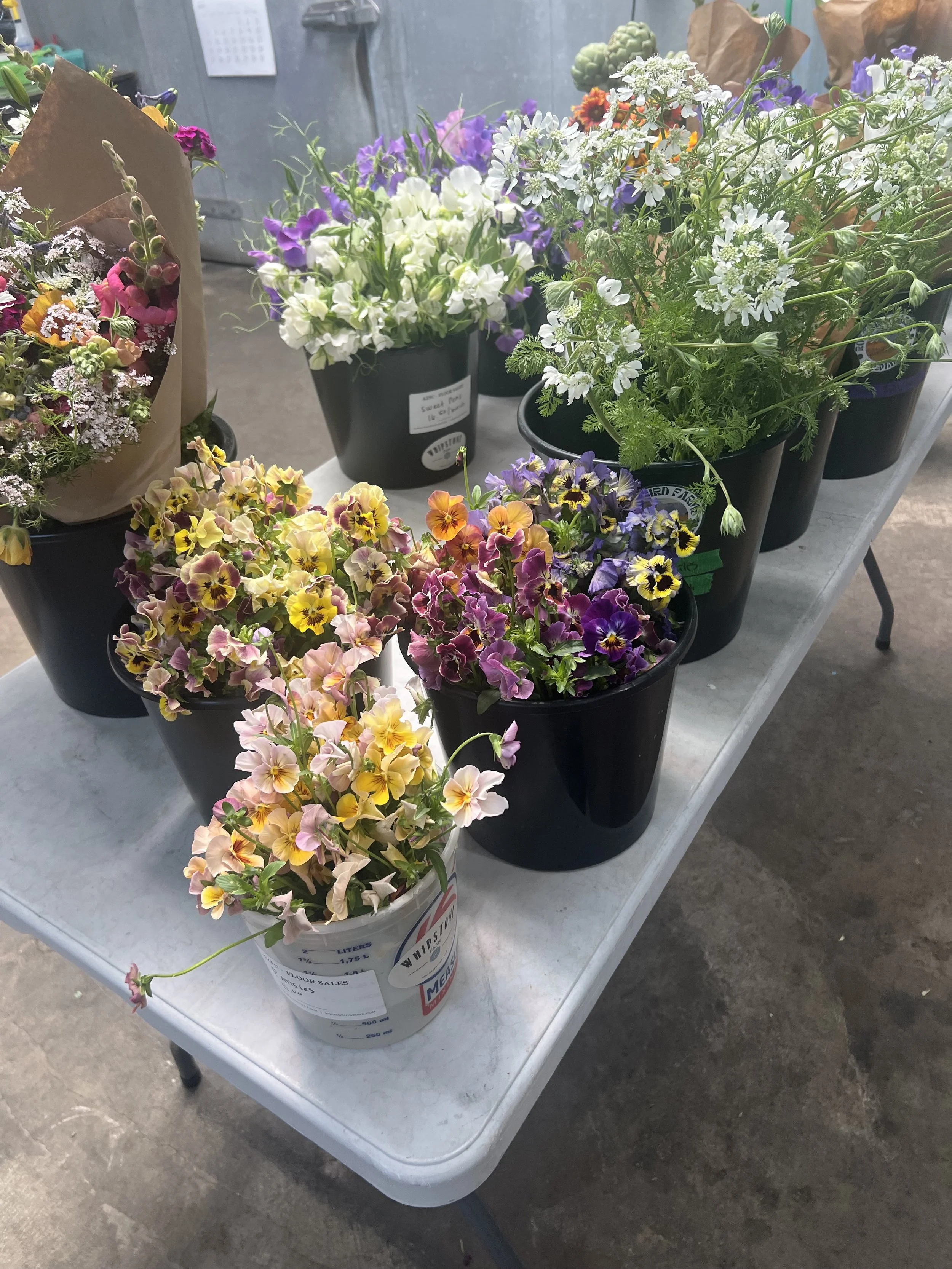 Wholesale buckets of flowers for sale at the Arizona Flower Collective