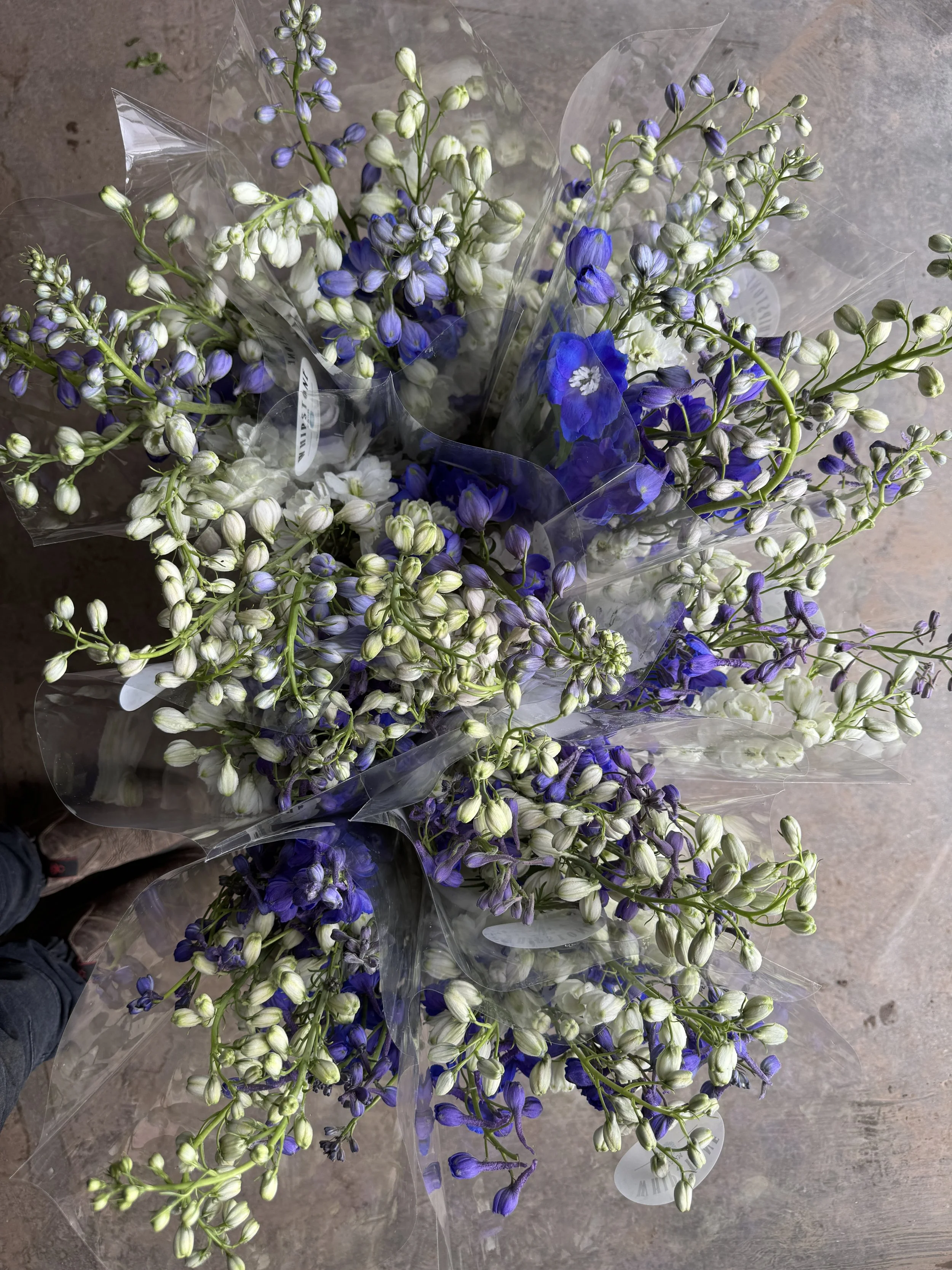 dark blue delphinium
