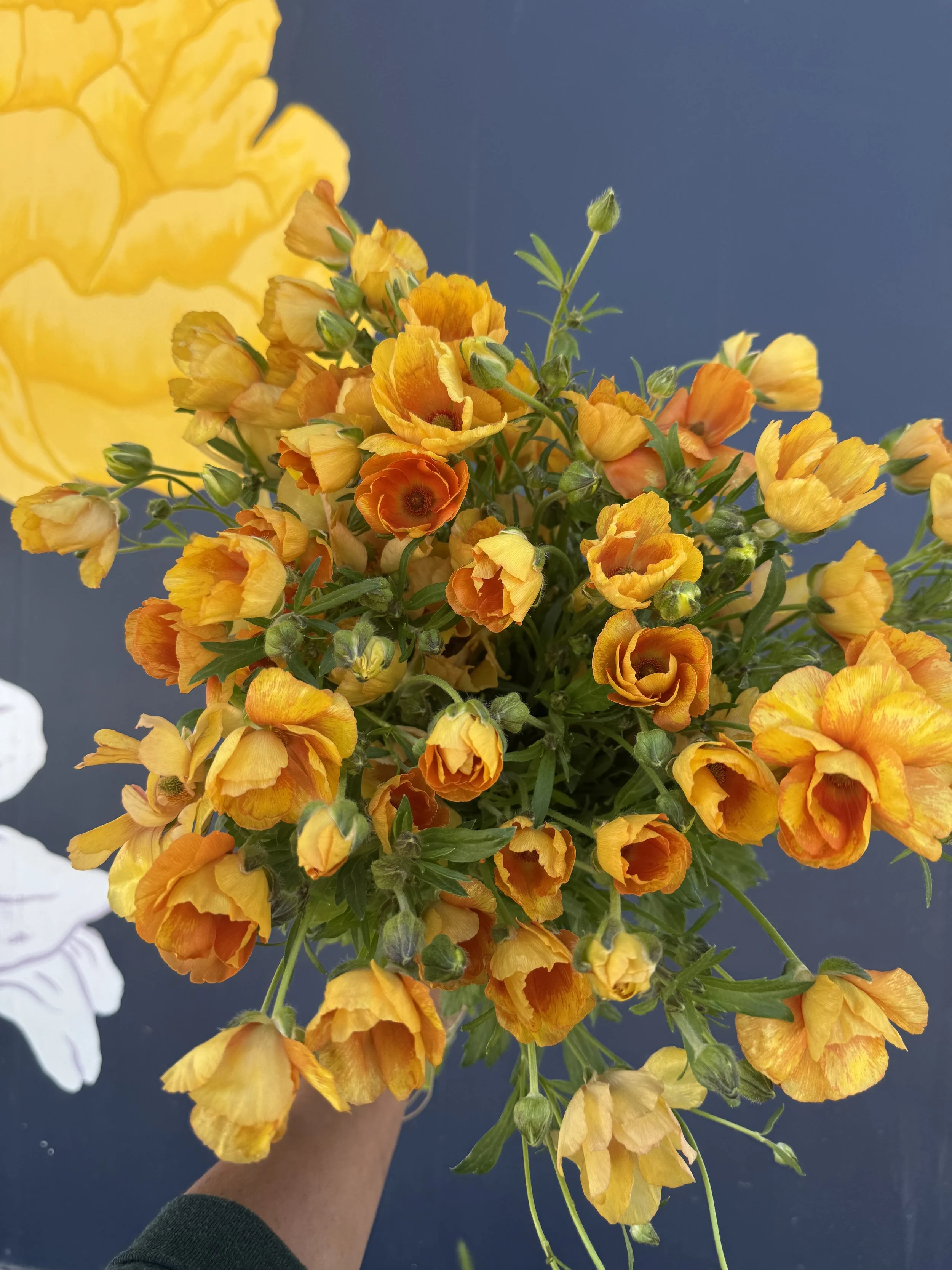 butterfly ranunculus