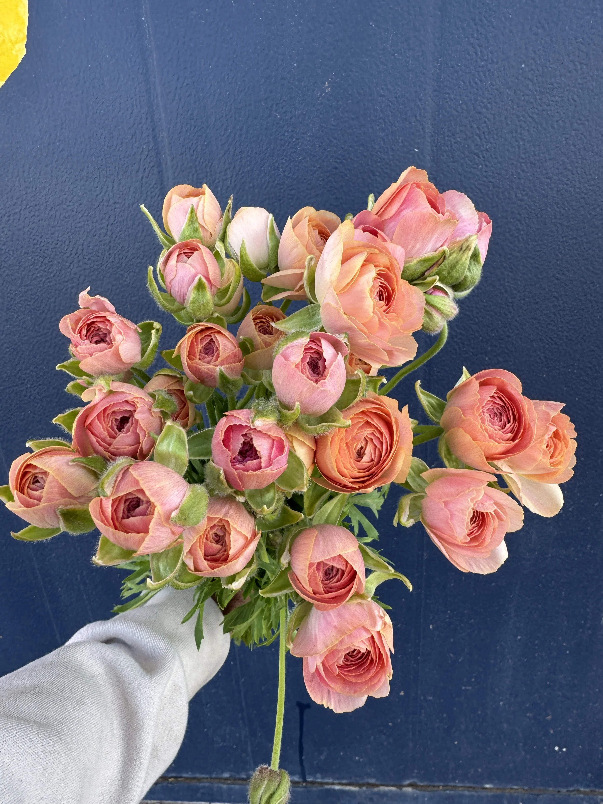 romance ranunculus 