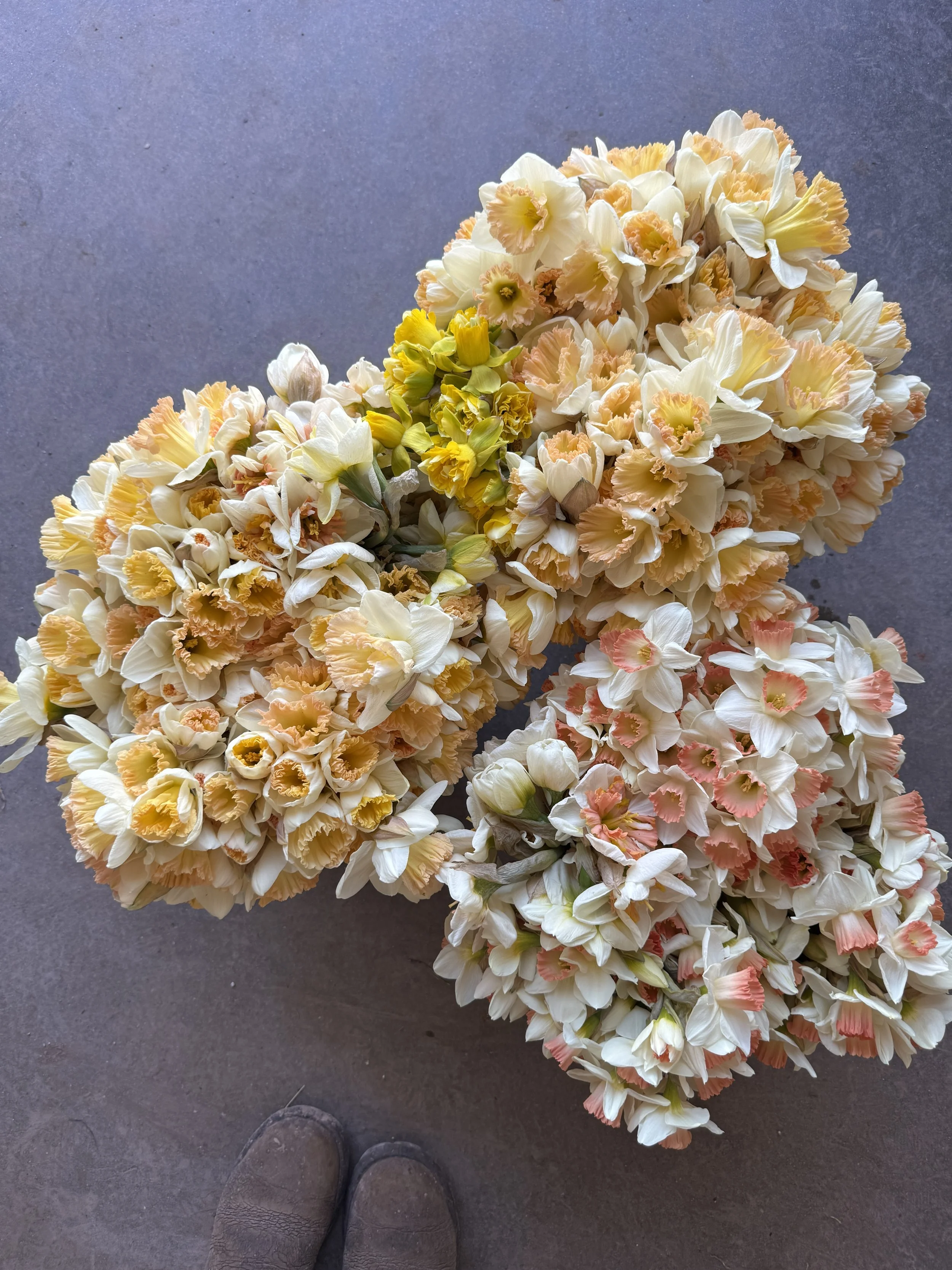 daffodils, narcissus