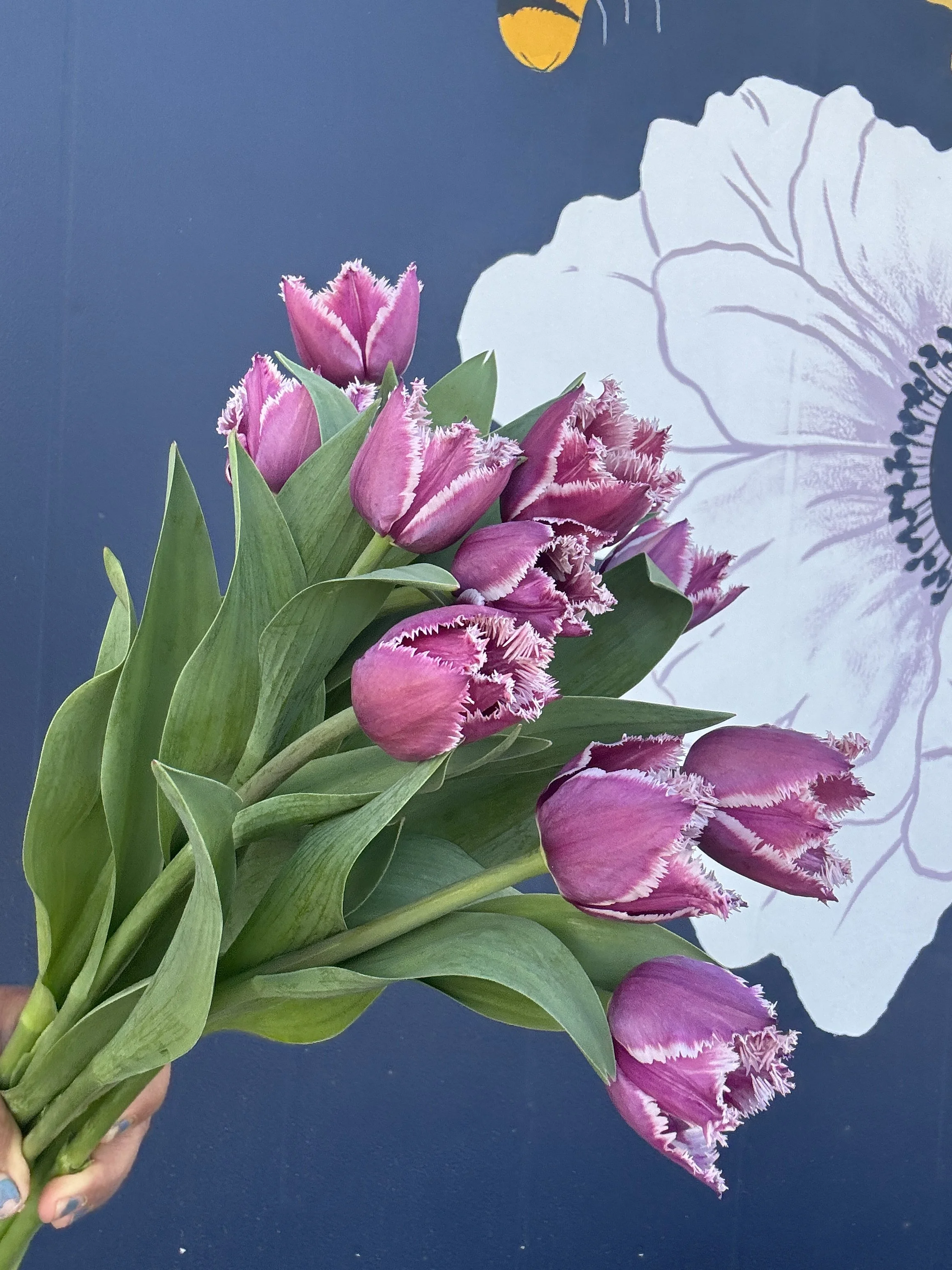 fringed tulips 