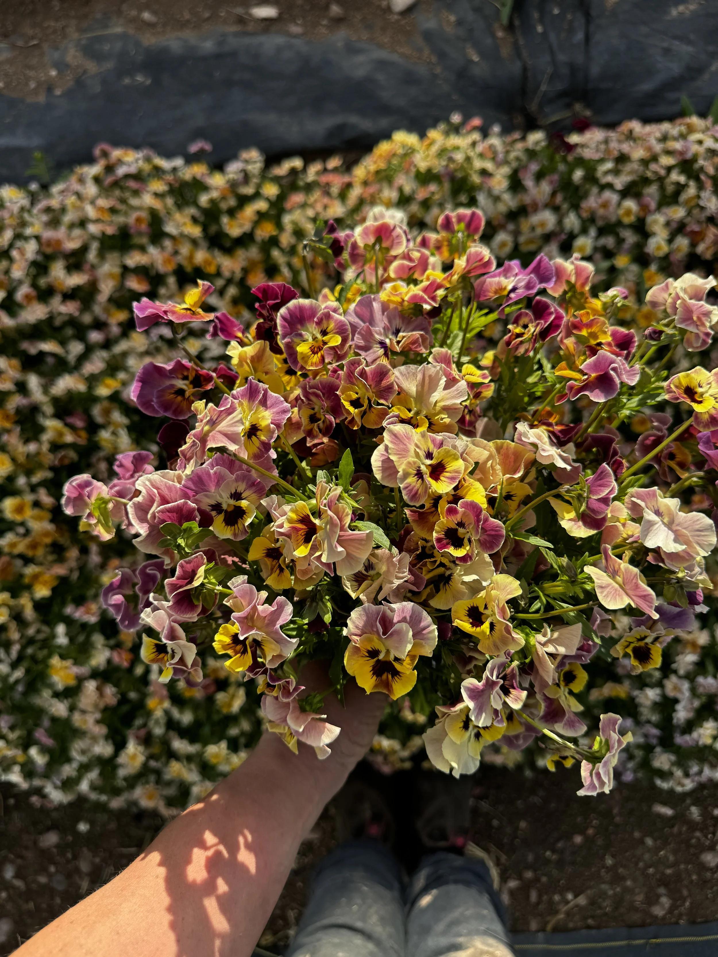hand holding large bunch of purple and yellow pansies