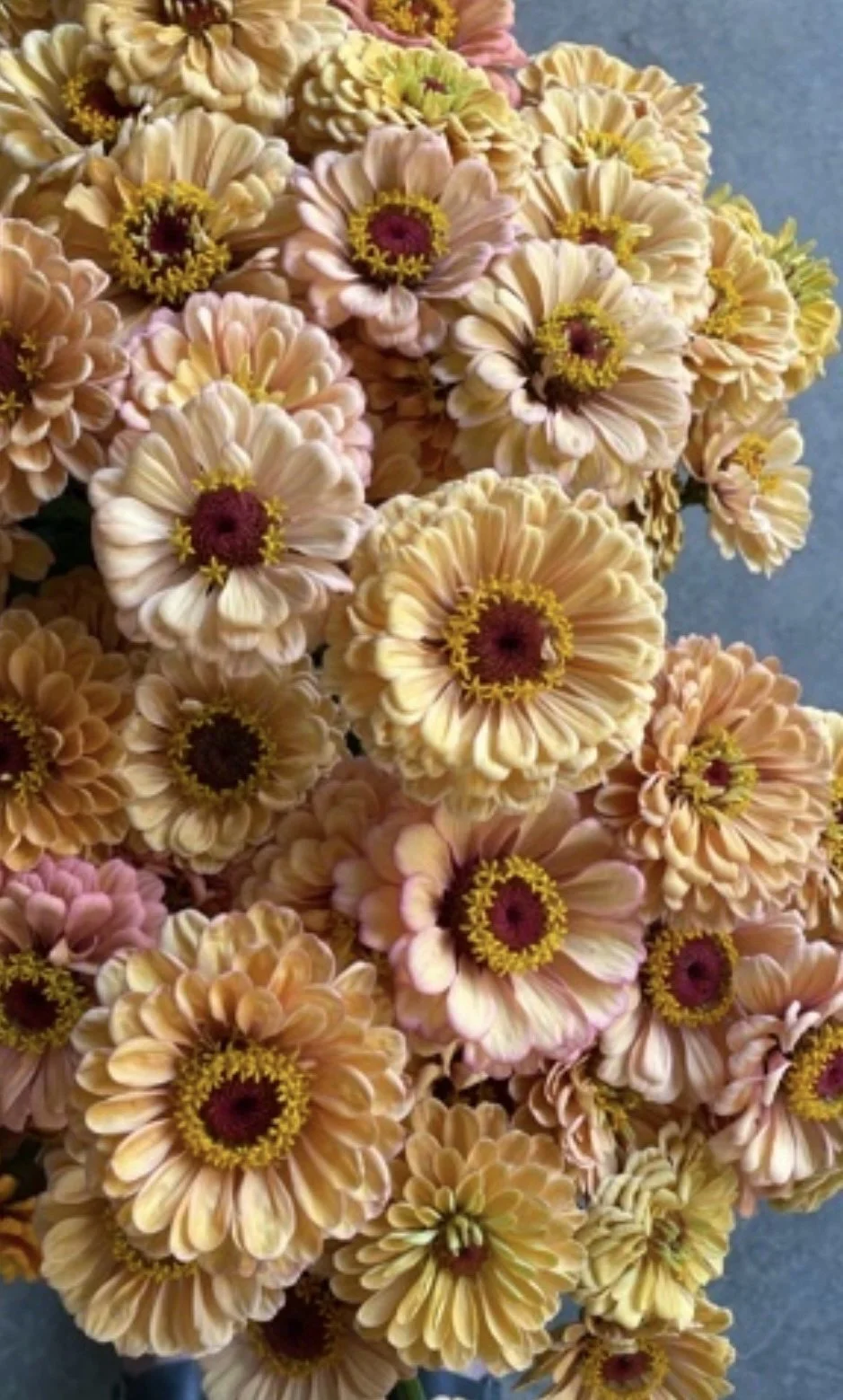 zinnia 'golden hour'