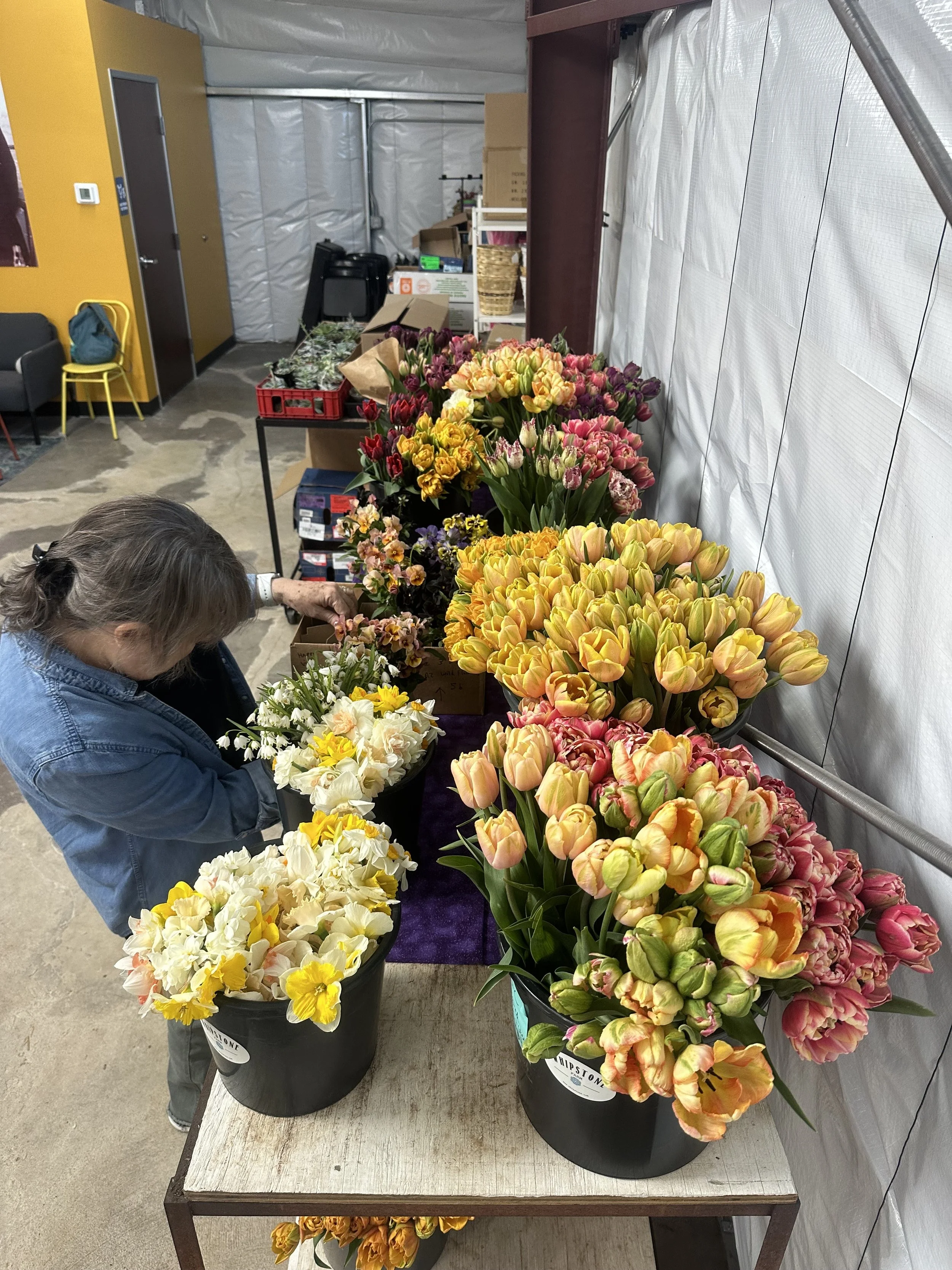 Wholesale buckets of flowers for sale at the Arizona Flower Collective