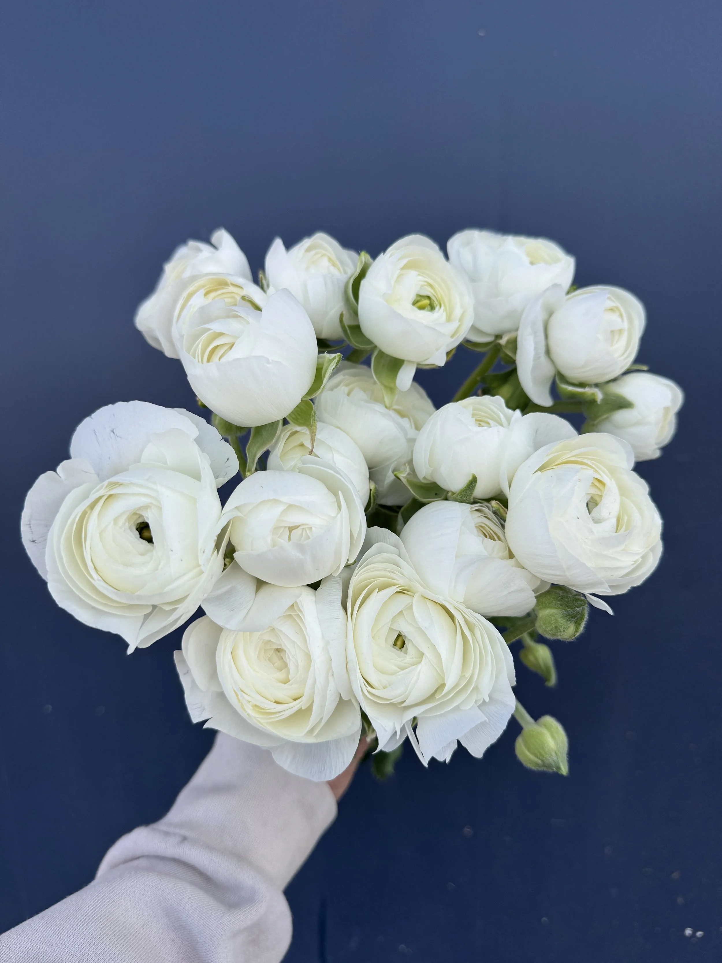 white ranunculus