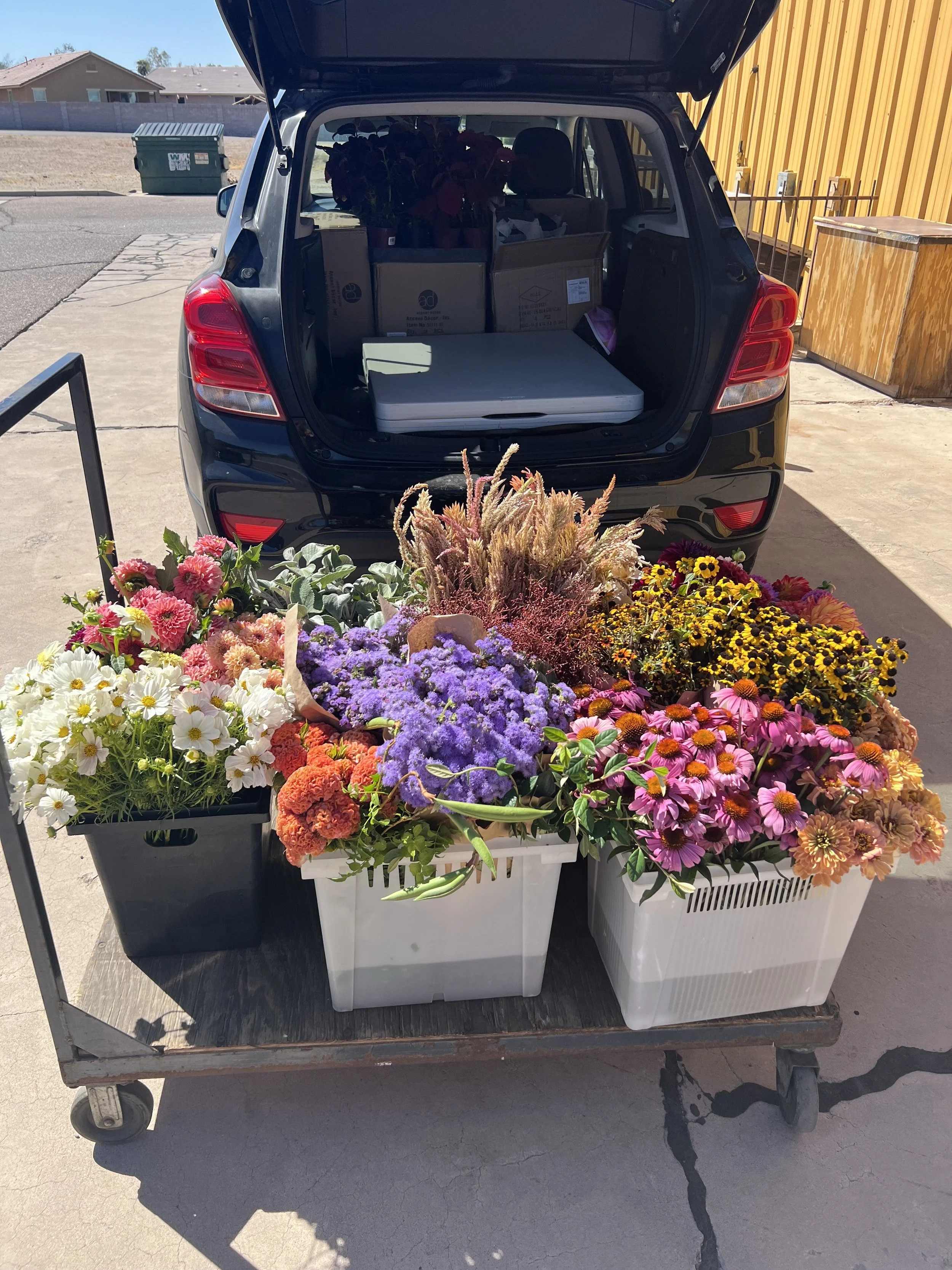 Wholesale buckets of flowers for sale at the Arizona Flower Collective