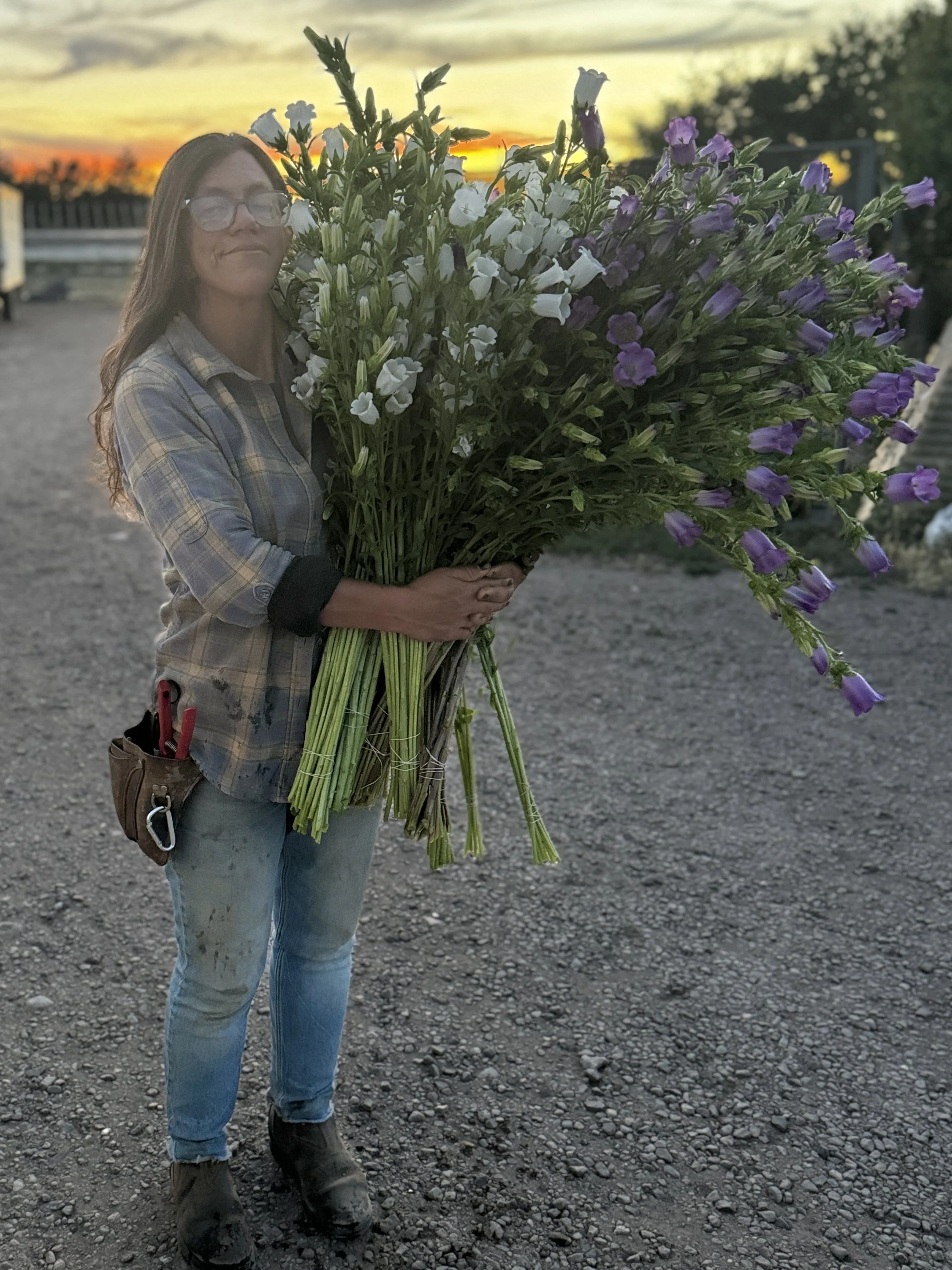 armful of campanula 
