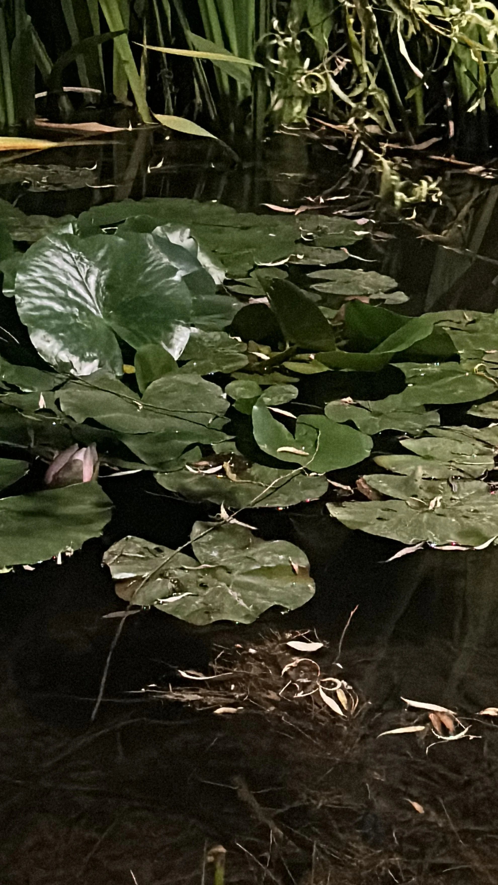 Virgo Full Moon x Lunar Eclipse Circle 