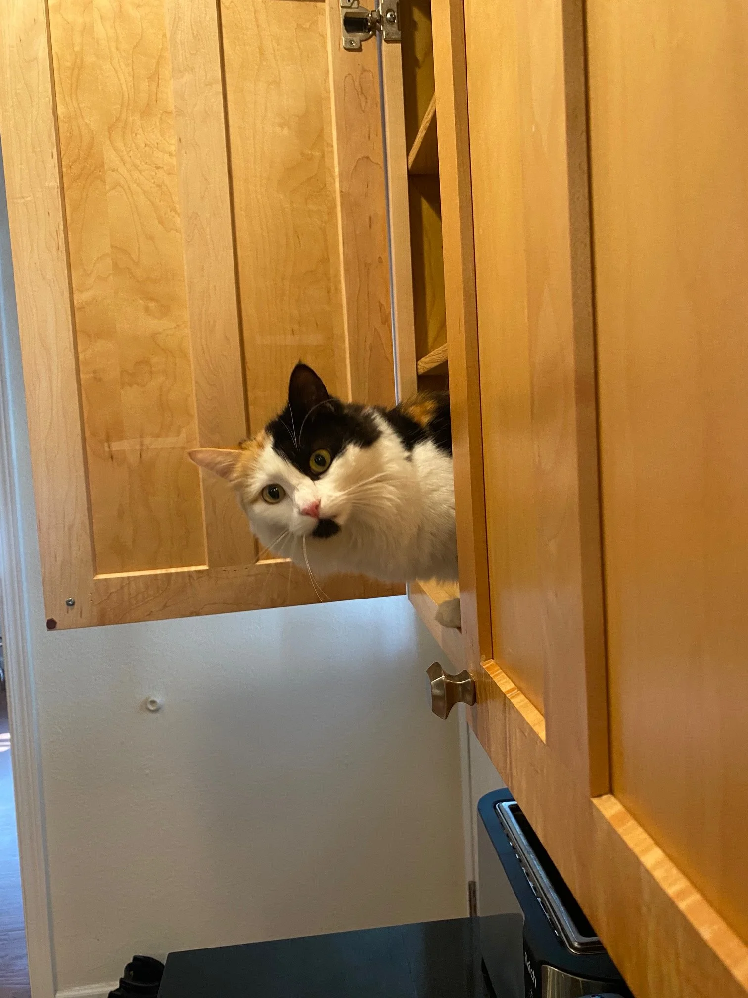 Calico cat peeking through an open kitchen cabinet door.
