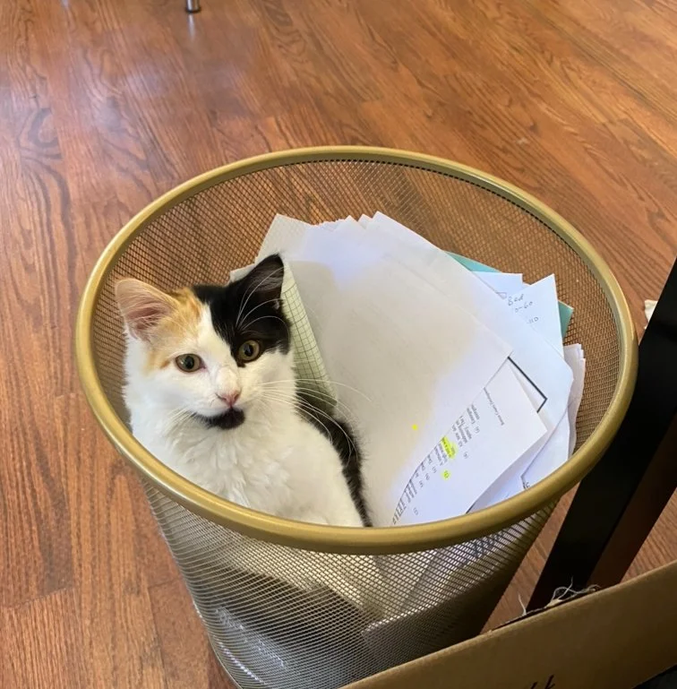 Calico cat sitting inside a metal trash bin filled with papers, on a wooden floor.