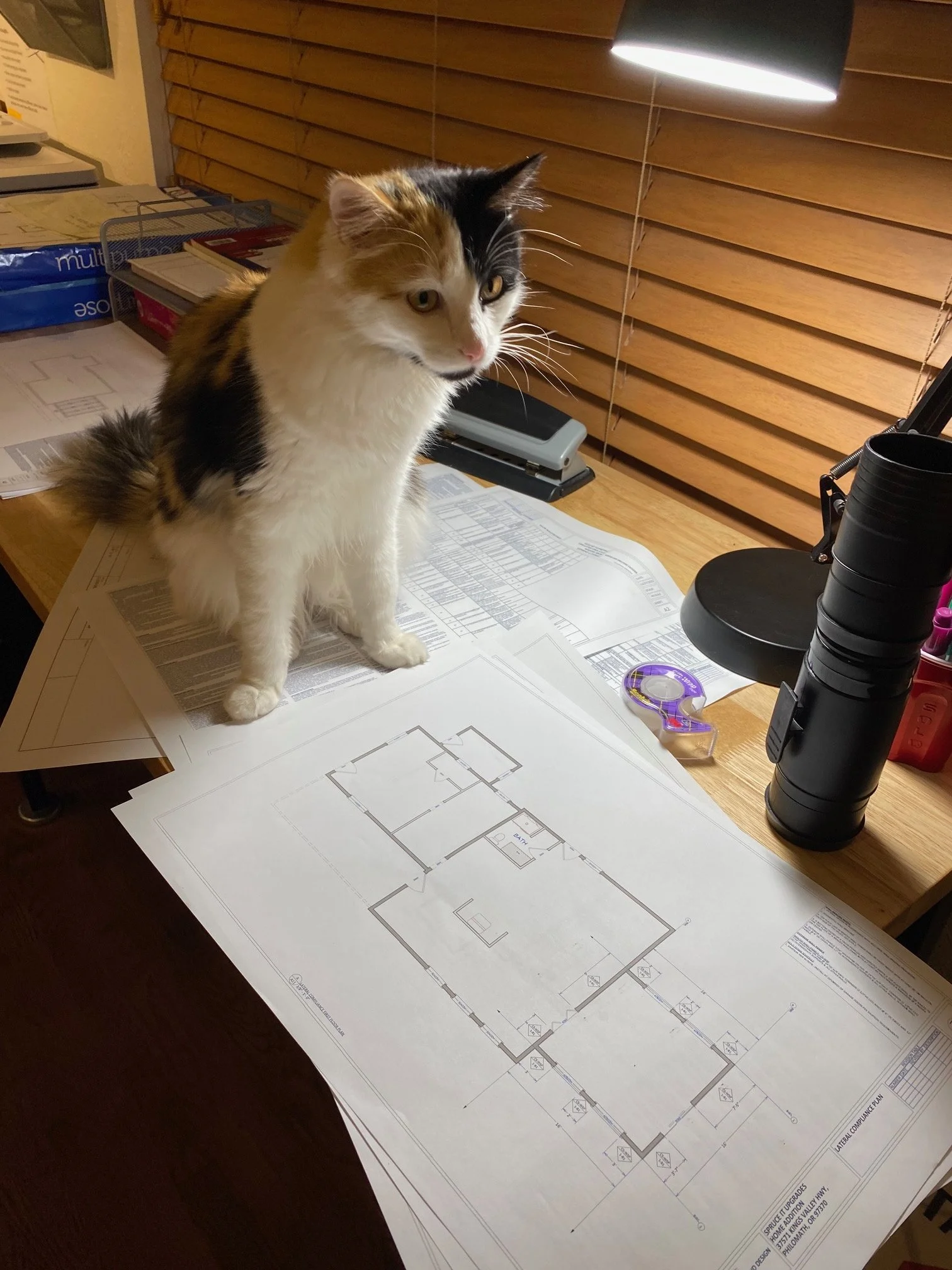 A calico cat sitting on an architectural blueprint on a wooden desk in an office space, illuminated by a desk lamp behind window blinds.