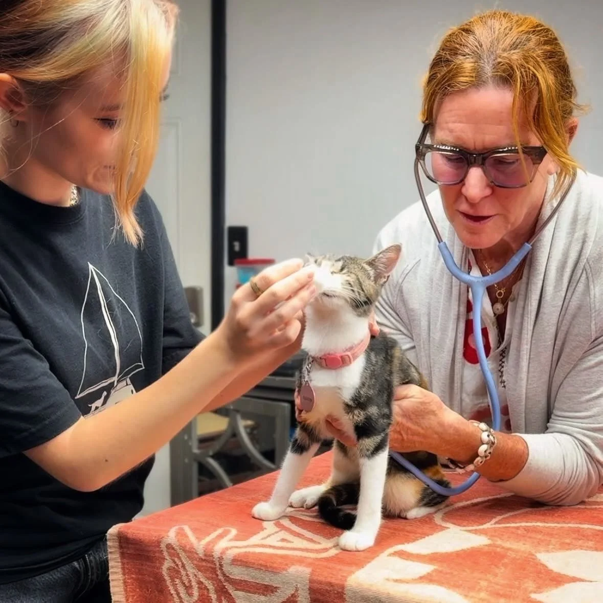 Teamwork Triumphs: A Community Effort to Bring Elsie Home!