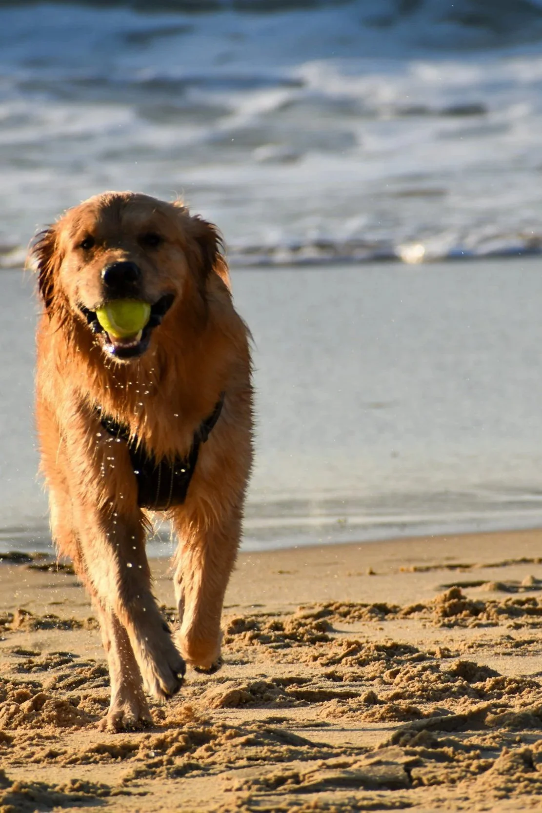 Golden retriever running on the sand near the shoreline with a tennis ball in its mouth at the beach.
