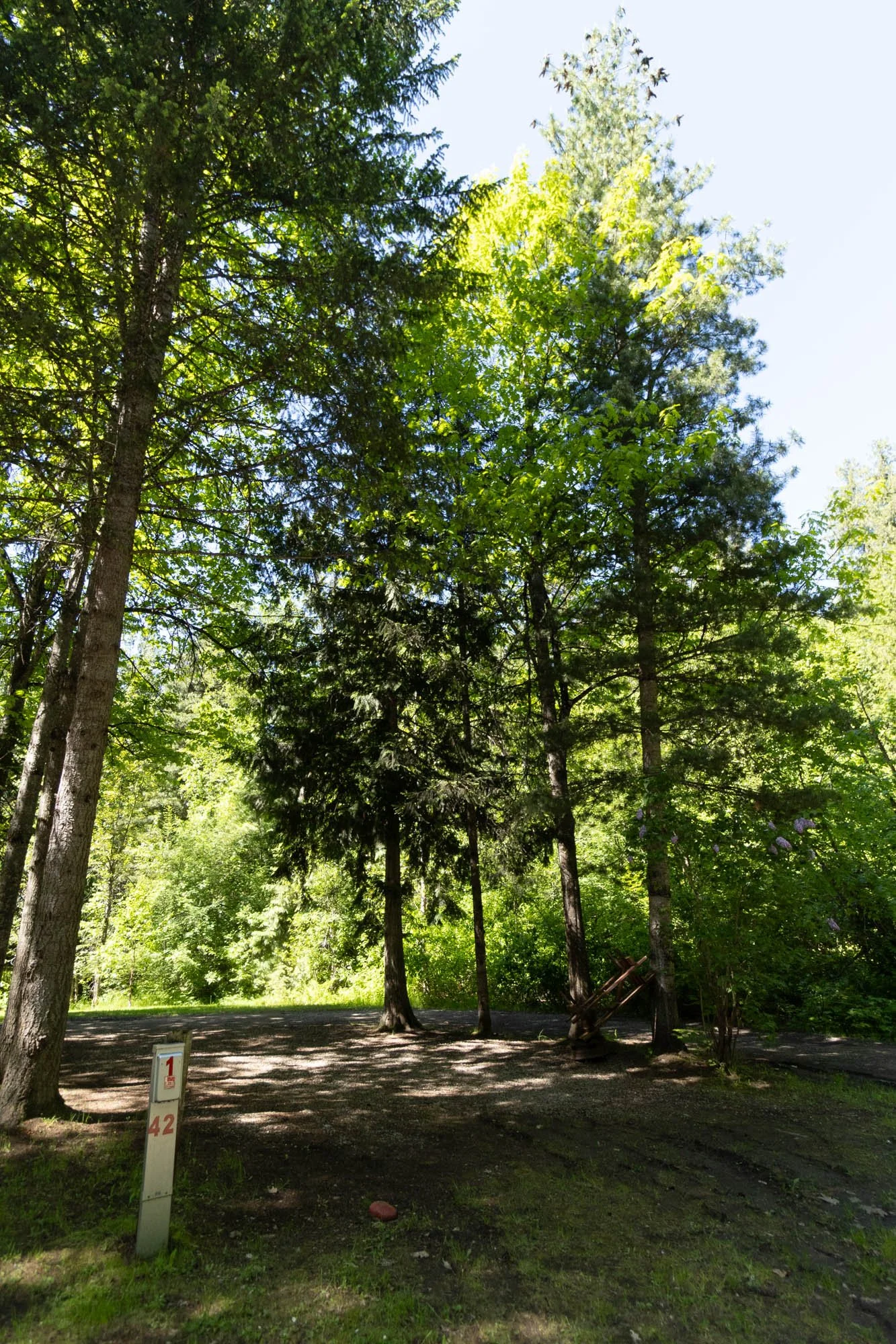 Tall trees in a forest with sunlight filtering through leaves, and a small white and red marker post on the ground.