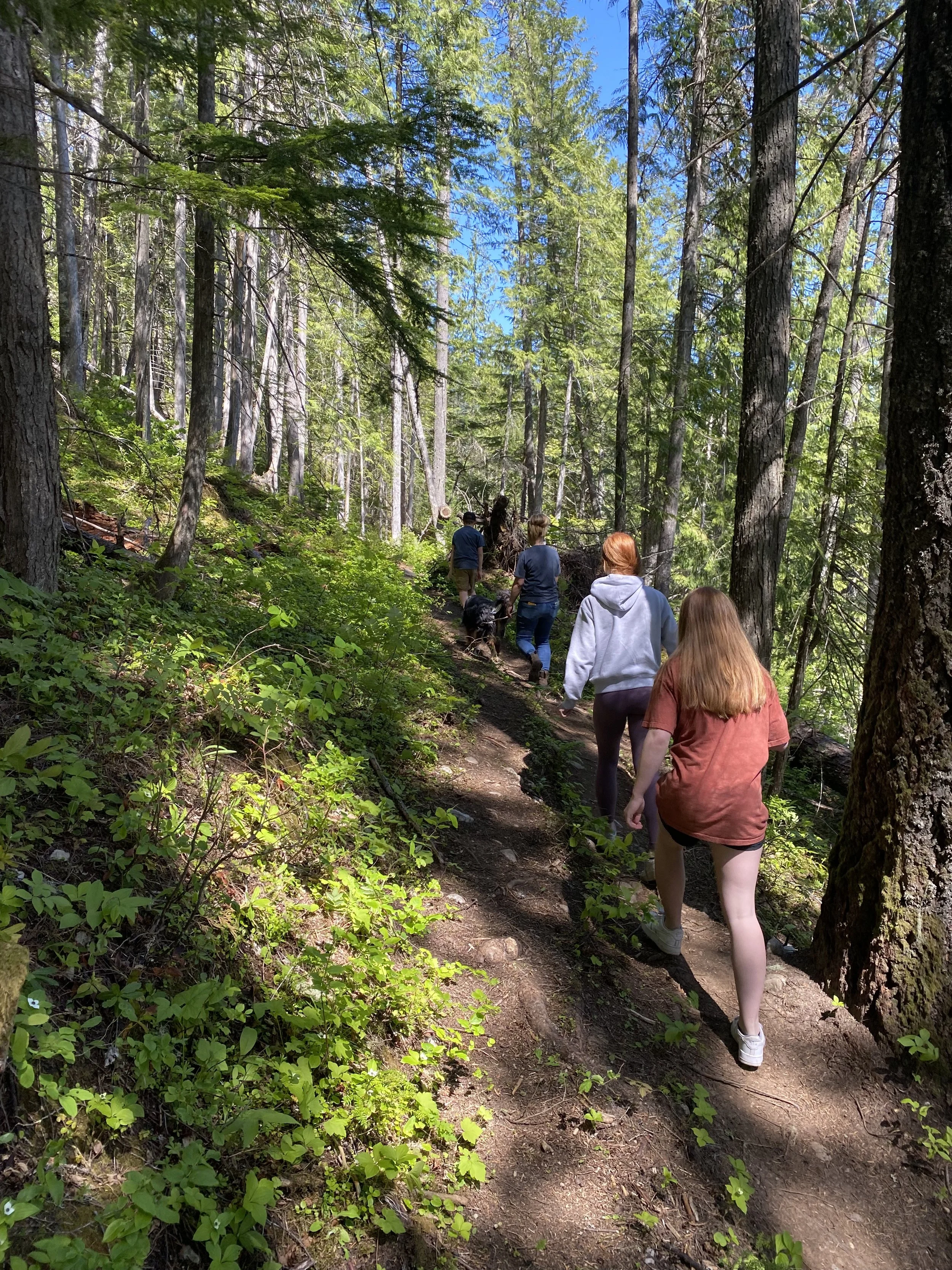 A group of people hiking on a narrow dirt trail through a dense green forest on a bright day, with tall trees and blue sky visible overhead.