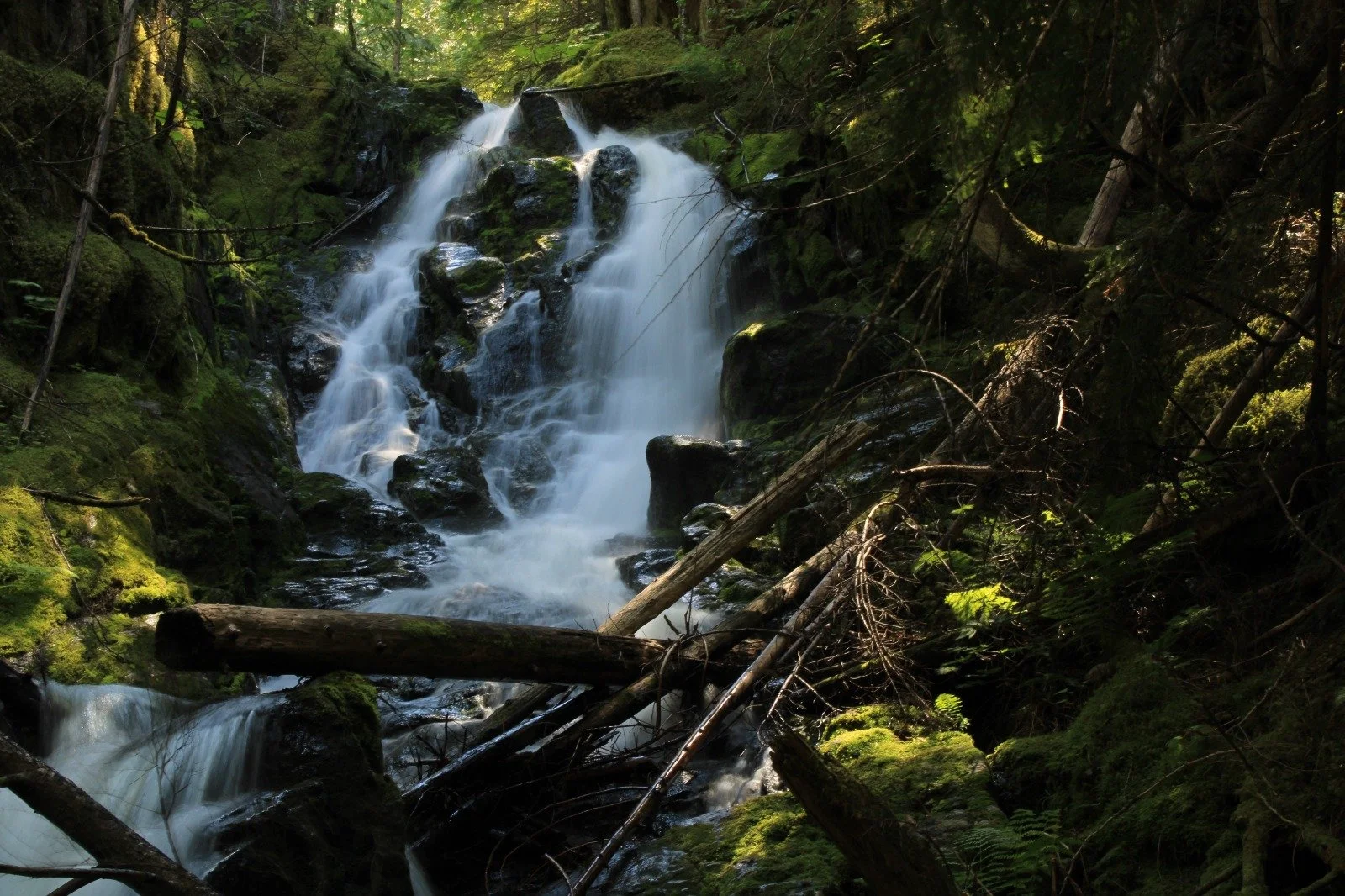 A small waterfall flowing over moss-covered rocks in a dense forest with trees and fallen branches surrounding it.