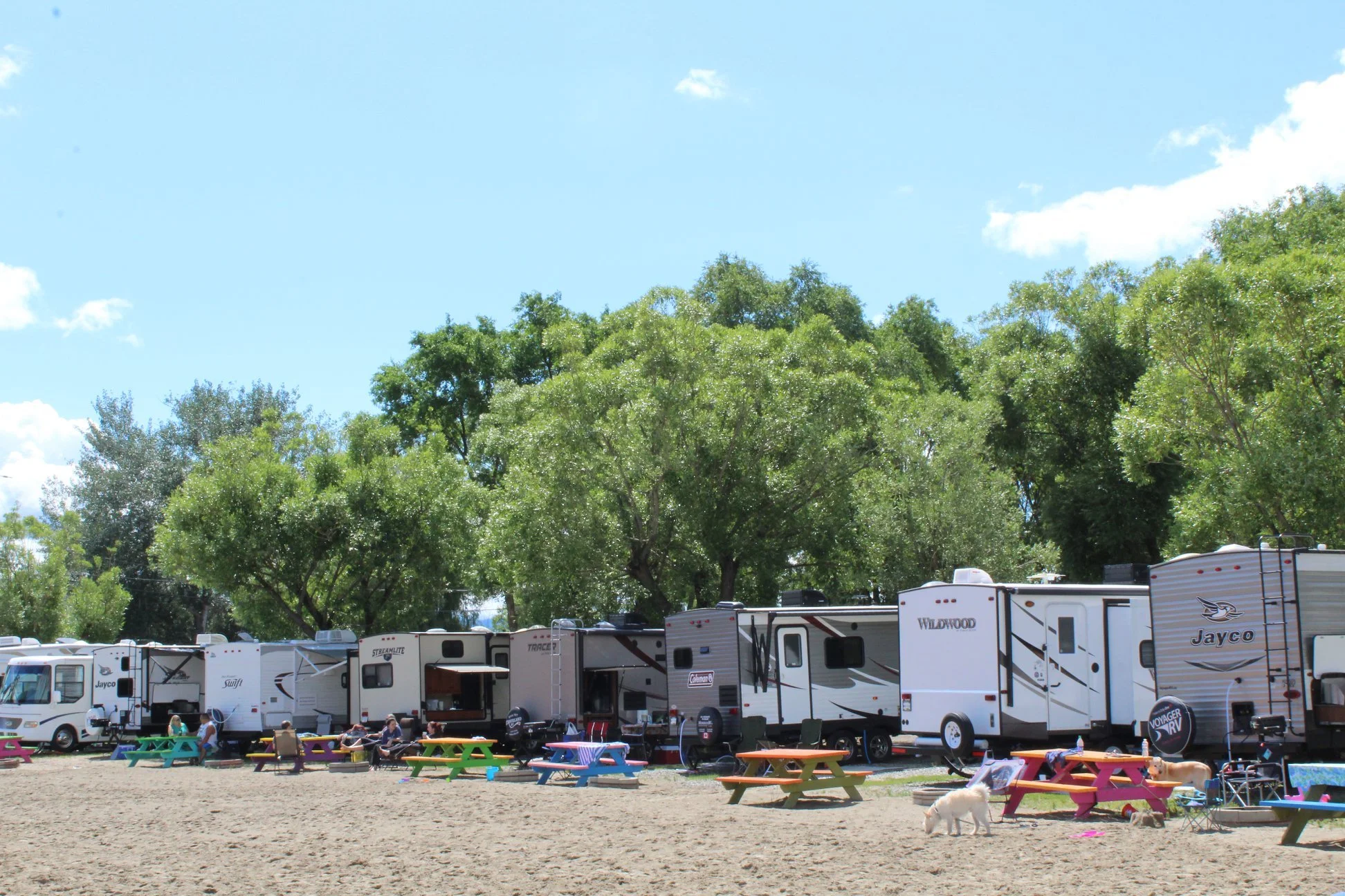 Row of RVs parked outdoors with colorful picnic tables and a few dogs in the foreground, large green trees and blue sky in the background.