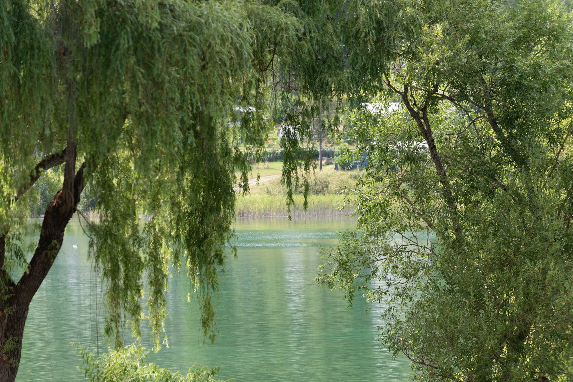 A serene lake viewed through overhanging green trees with lush foliage, with a faint background of land and sky.